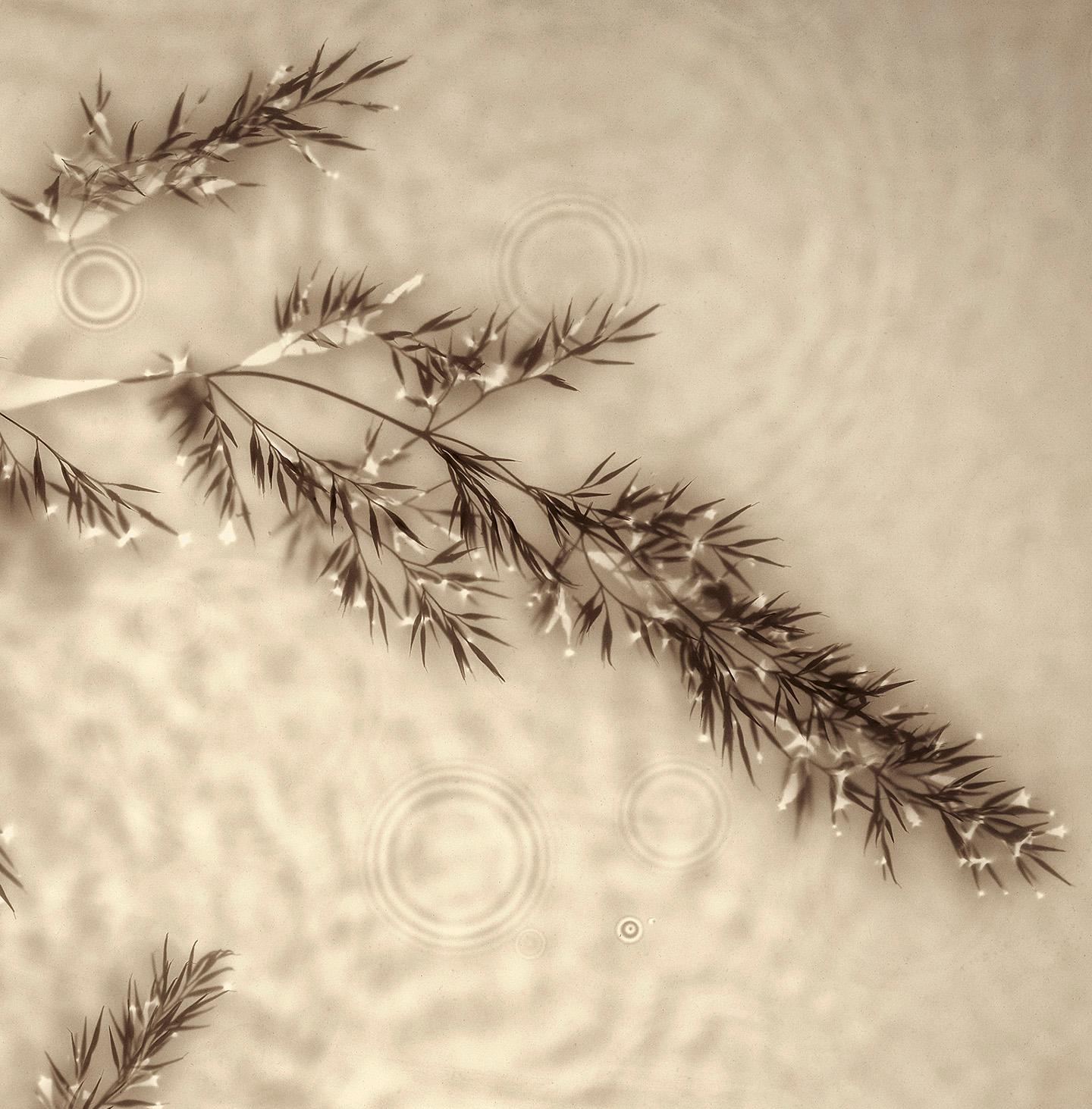 Allan Forsyth, Fade into Light 006, Fotogramm, Zeitgenössische Kunst im Angebot 2