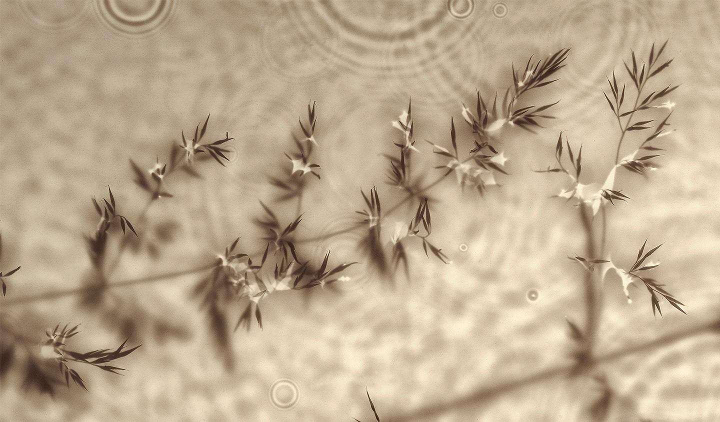 Allan Forsyth, Fade into Light 006, Fotogramm, Zeitgenössische Kunst im Angebot 4