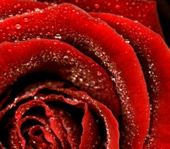 Allan Forsyth, Rose N°2, Contemporary Art, Floral Art, Affordable Art