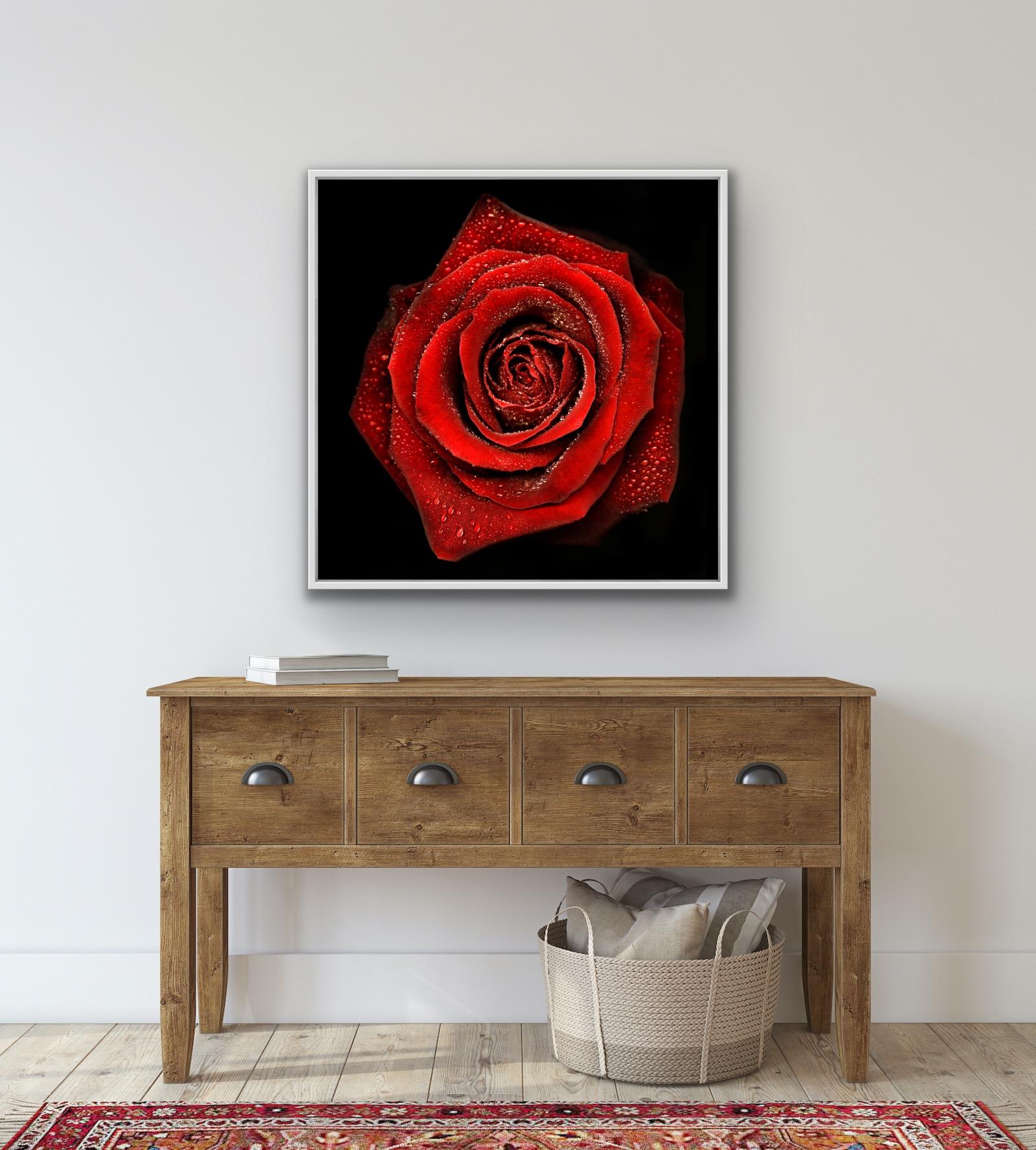 Allan Forsyth, Rose N°2, Arte contemporanea, Arte floreale, Arte accessibile in vendita 4