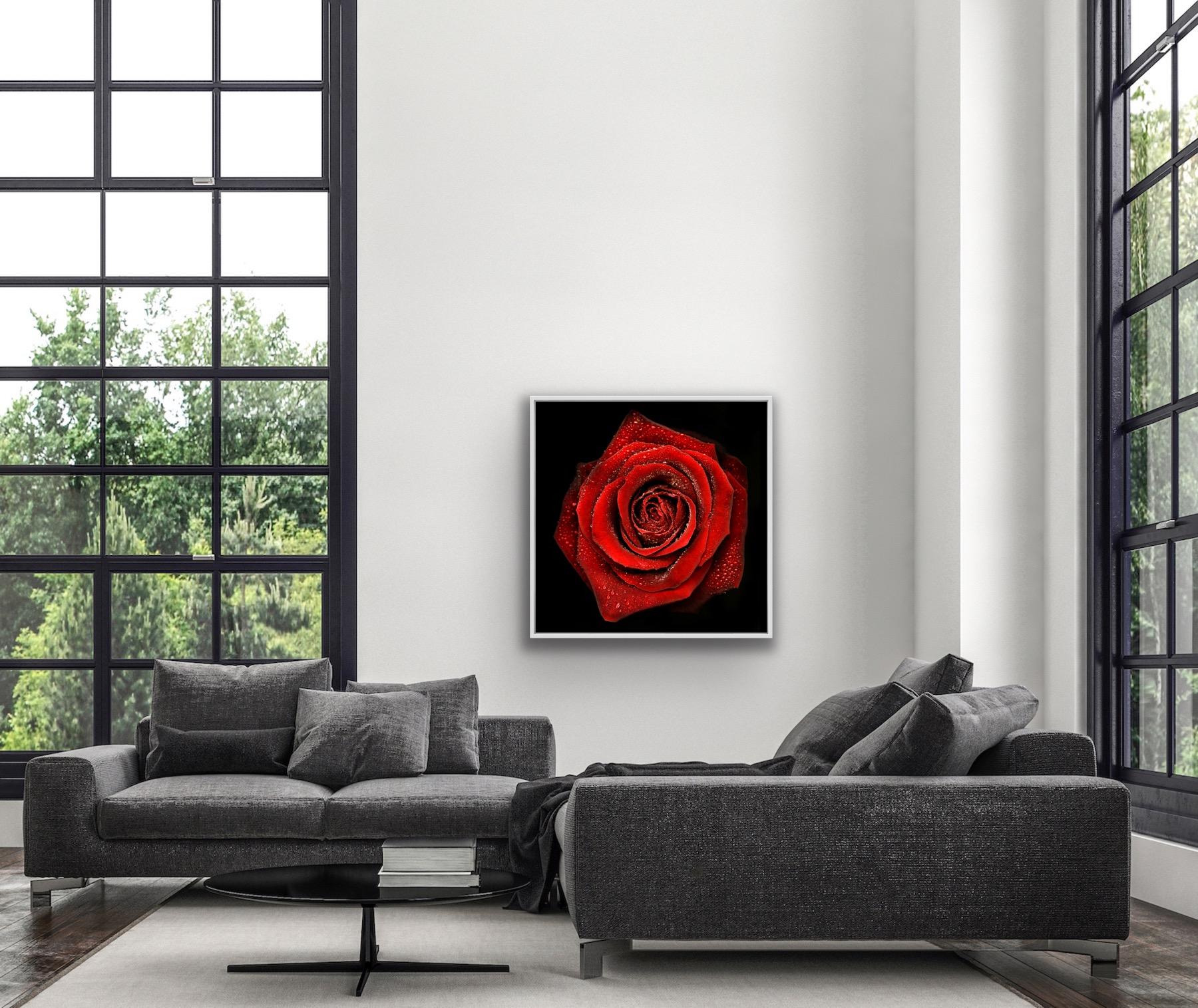Allan Forsyth, Rose N°2, Arte contemporanea, Arte floreale, Arte accessibile in vendita 5