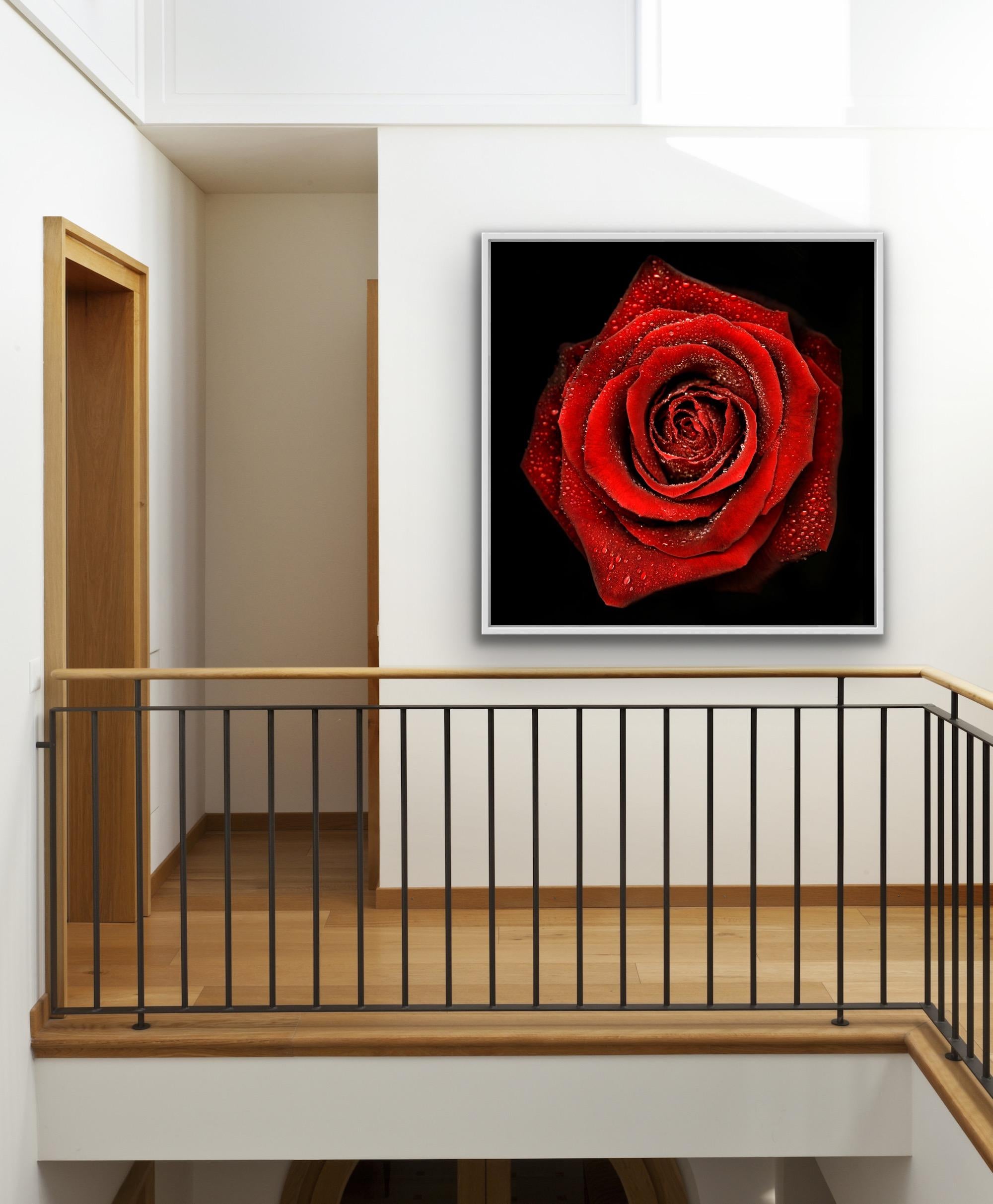 Allan Forsyth, Rose N°2, Arte contemporanea, Arte floreale, Arte accessibile in vendita 6