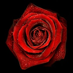 Allan Forsyth, Rose N°2, Arte contemporanea, Arte floreale, Arte accessibile