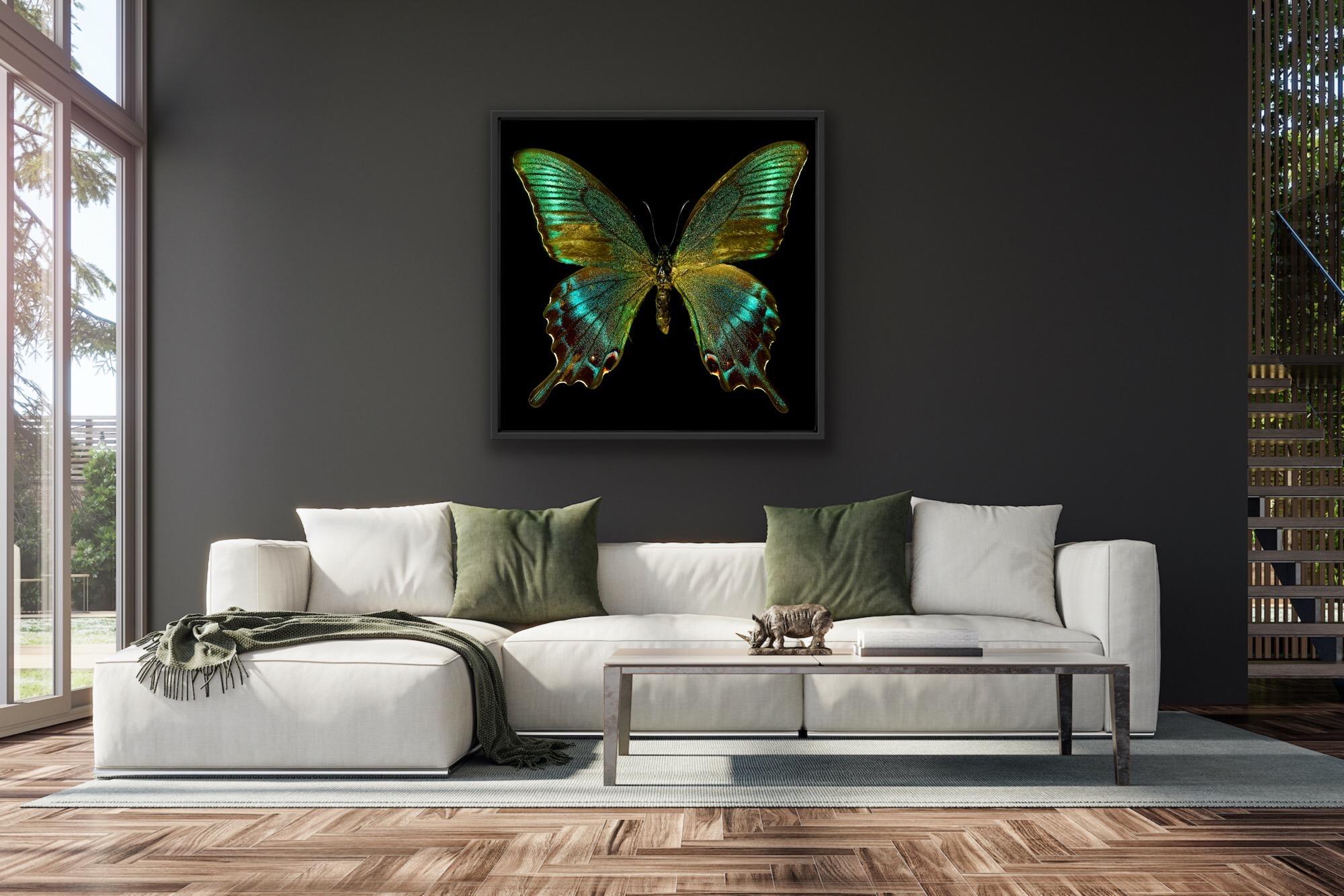 Euphemia No 2, Allan Forsyth, Limited Edition Butterfly Print, Affordable Art For Sale 1