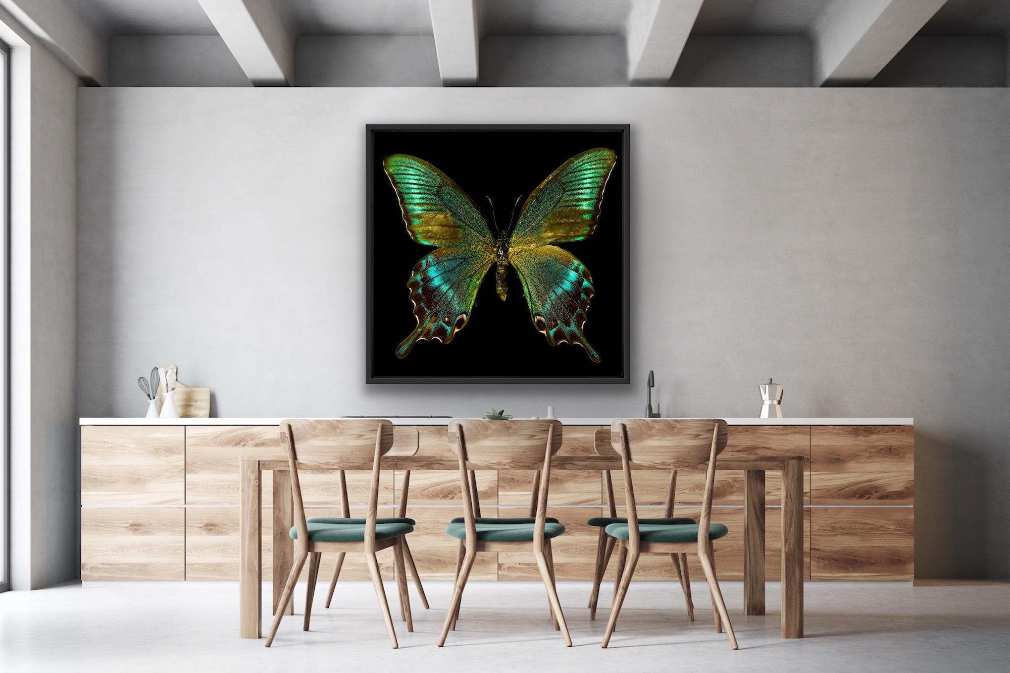 Euphemia No 2, Allan Forsyth, Limited Edition Butterfly Print, Affordable Art For Sale 5