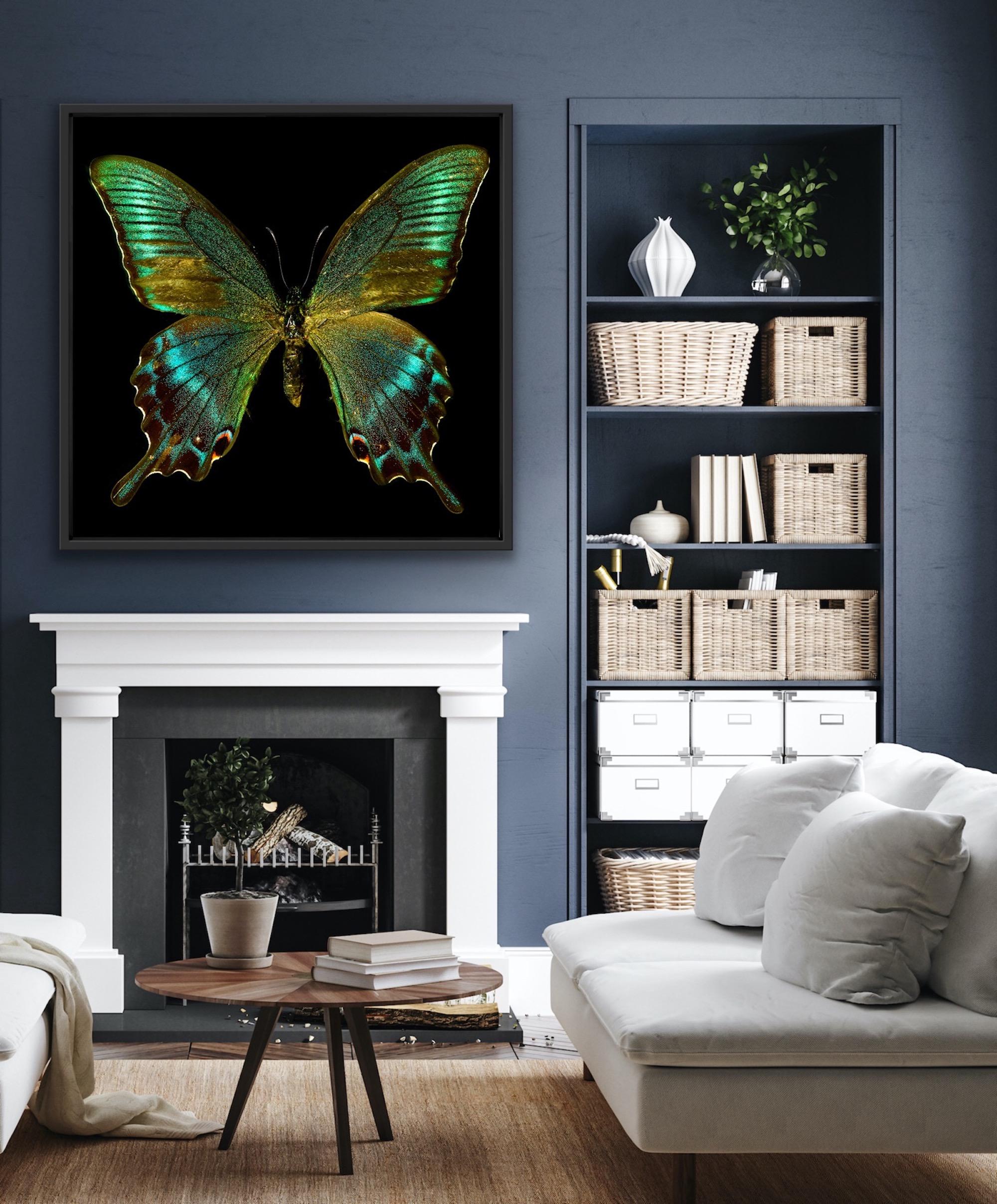 Euphemia No 2, Allan Forsyth, Limited Edition Butterfly Print, Affordable Art For Sale 6