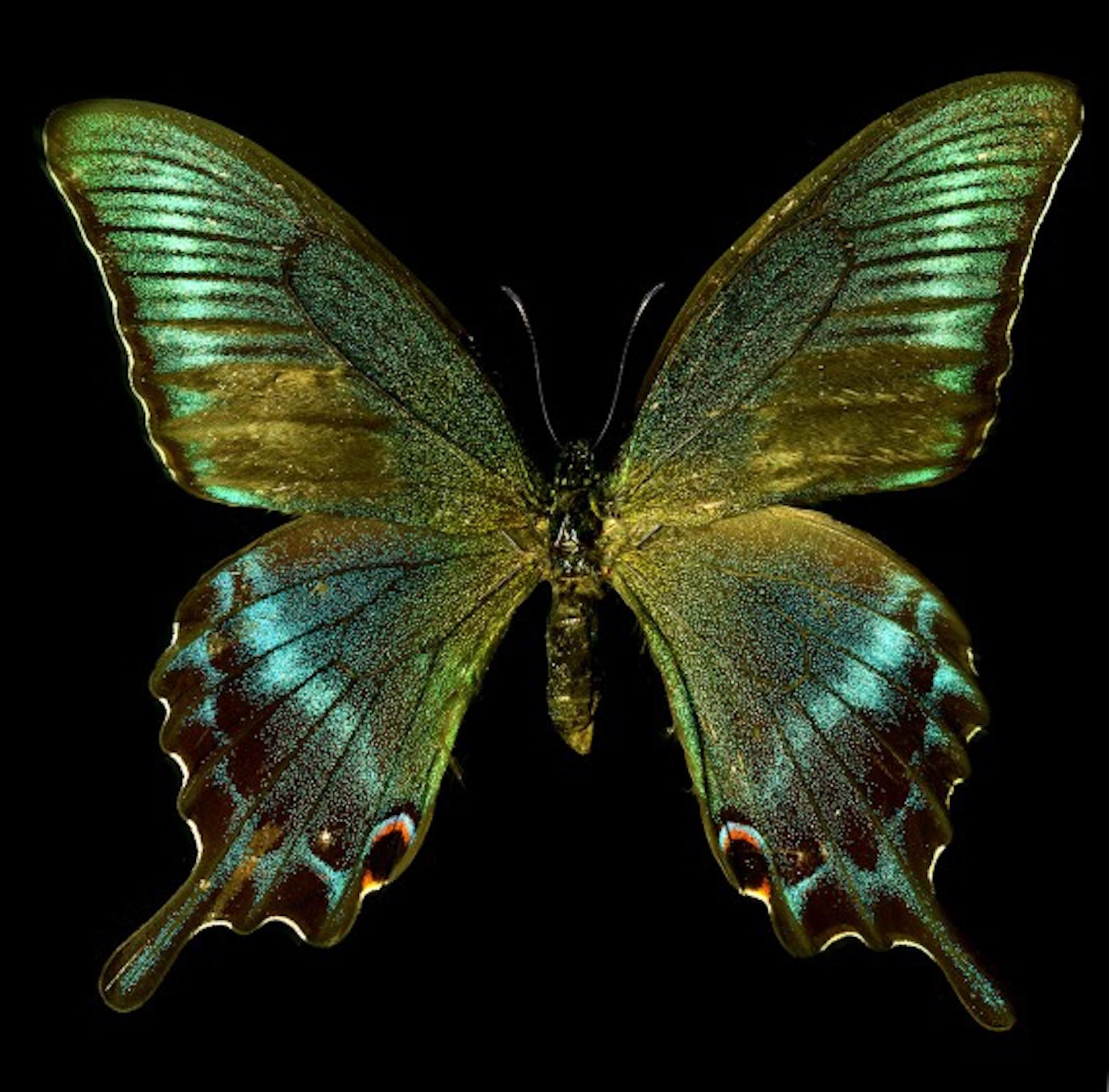 butterfly progression