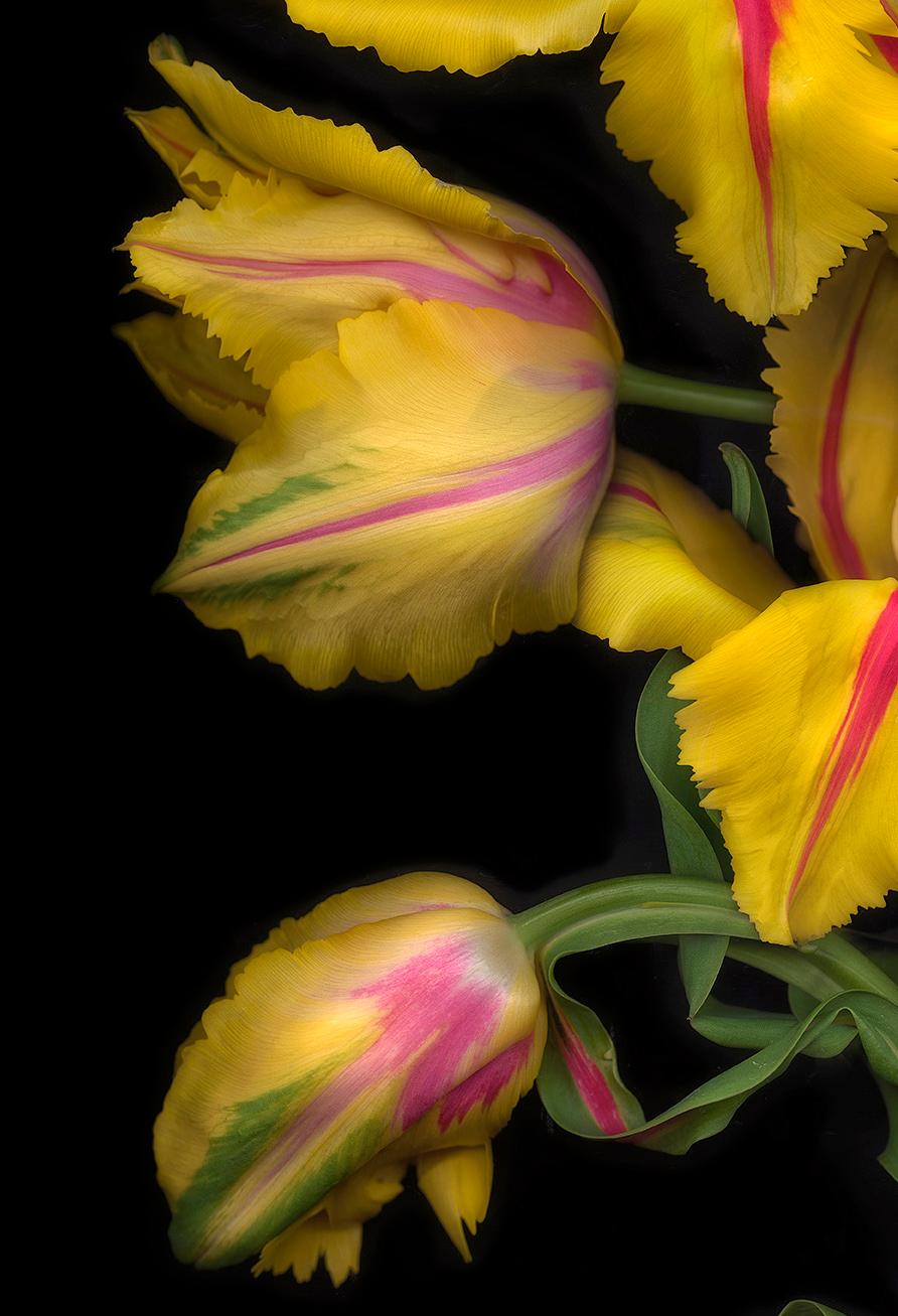 FLORA ODYSSEY N°2 y Western Lullabies N°6 díptico, Impresión artística, Floral, Plantas en venta 6