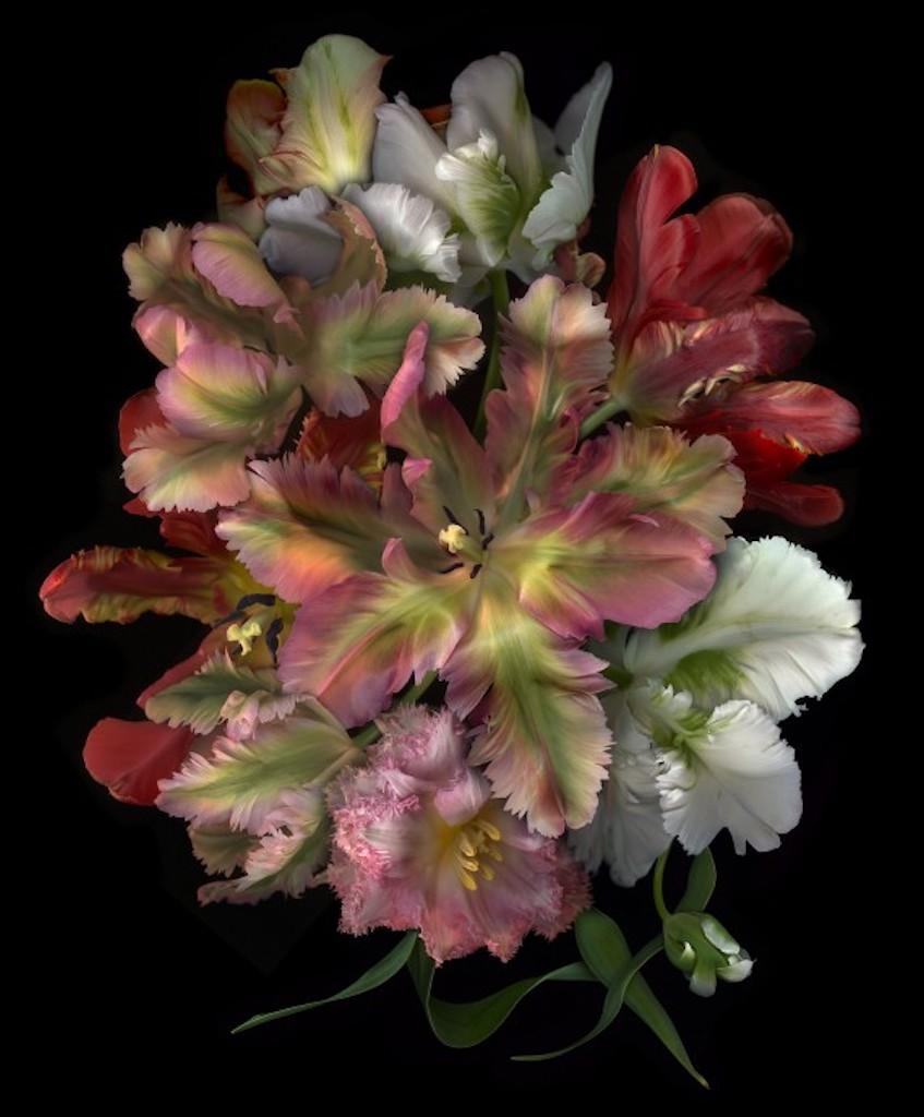 FLORA ODYSSEY N°2, Stampa d'arte, Floreale, Piante, Arte dei fiori, Arte su carta in vendita 1