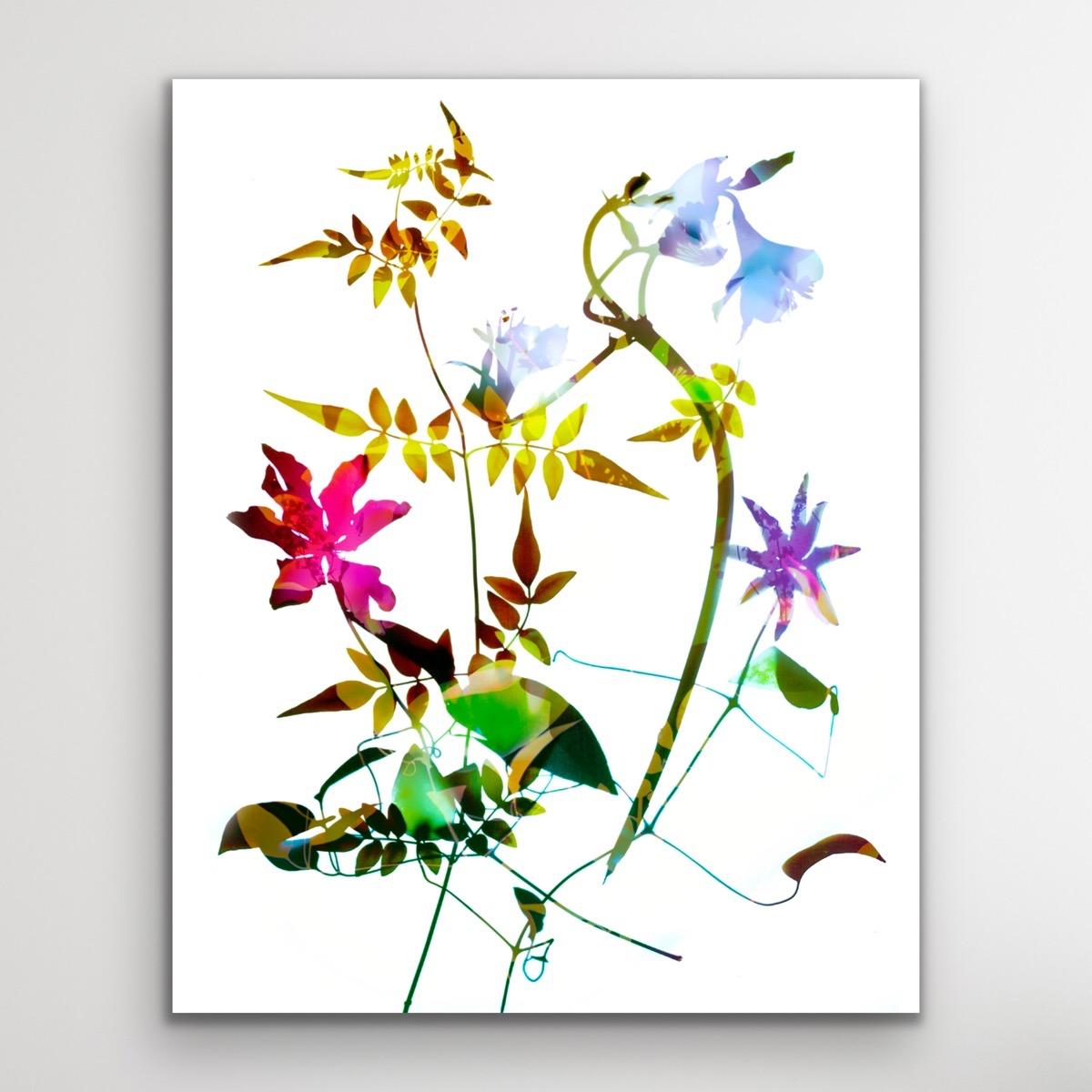 Gentle Spirit n° 12, Art floral d'affirmation, Art contemporain léger et brillant - Contemporain Print par Allan Forsyth