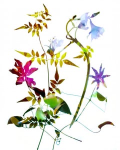 Gentle Spirit No 12, Floral Statement Art, Light Bright Contemporary Art