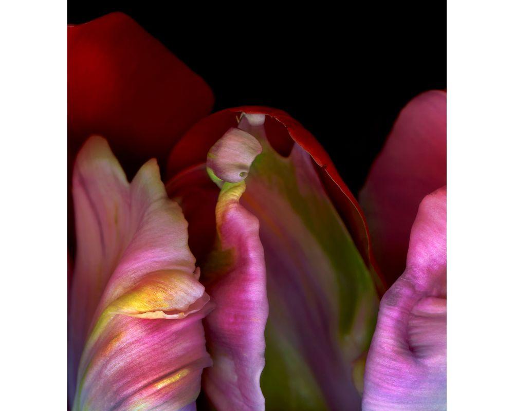 Ghost Flower 2 with Photographic Print by Allan Forsyth For Sale 2