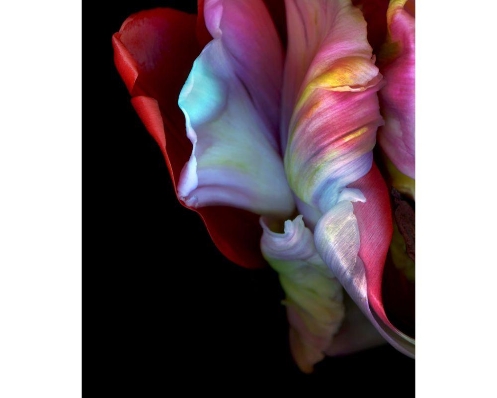 Ghost Flower 2 with Photographic Print by Allan Forsyth For Sale 3