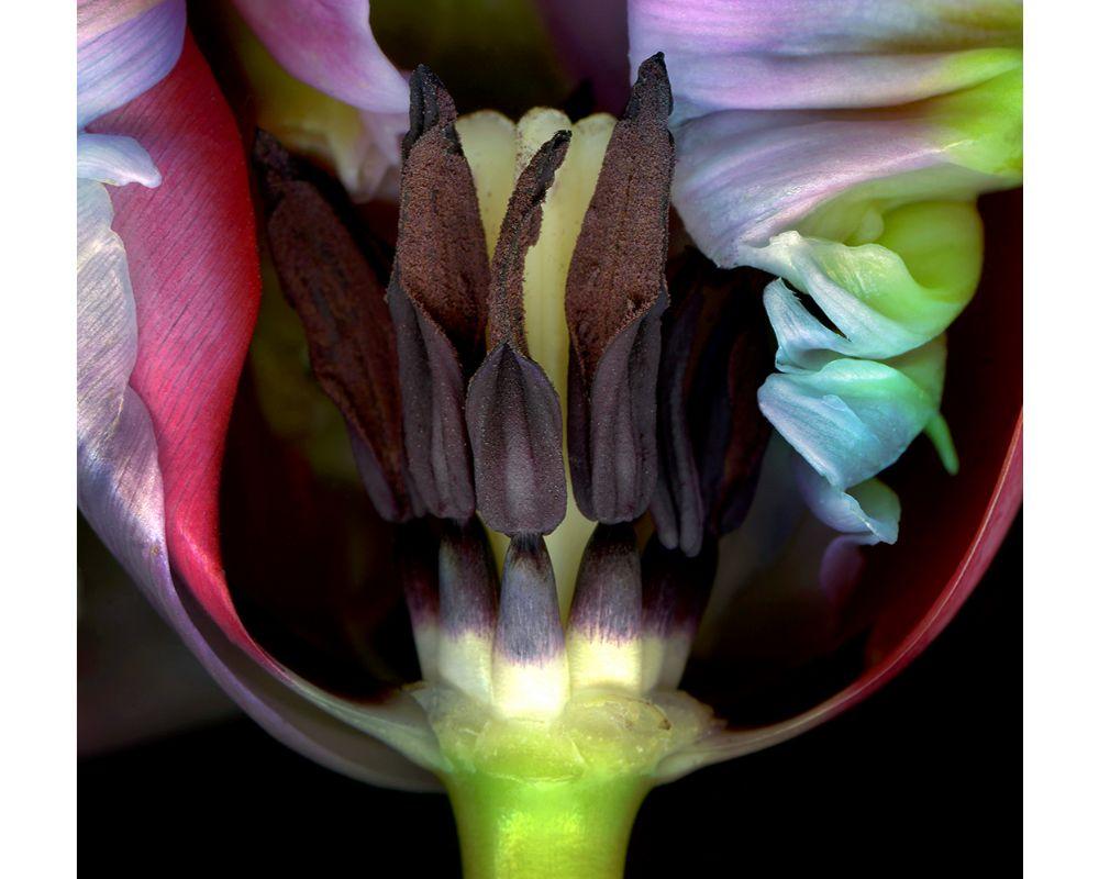 Ghost Flower 2 with Photographic Print by Allan Forsyth For Sale 4