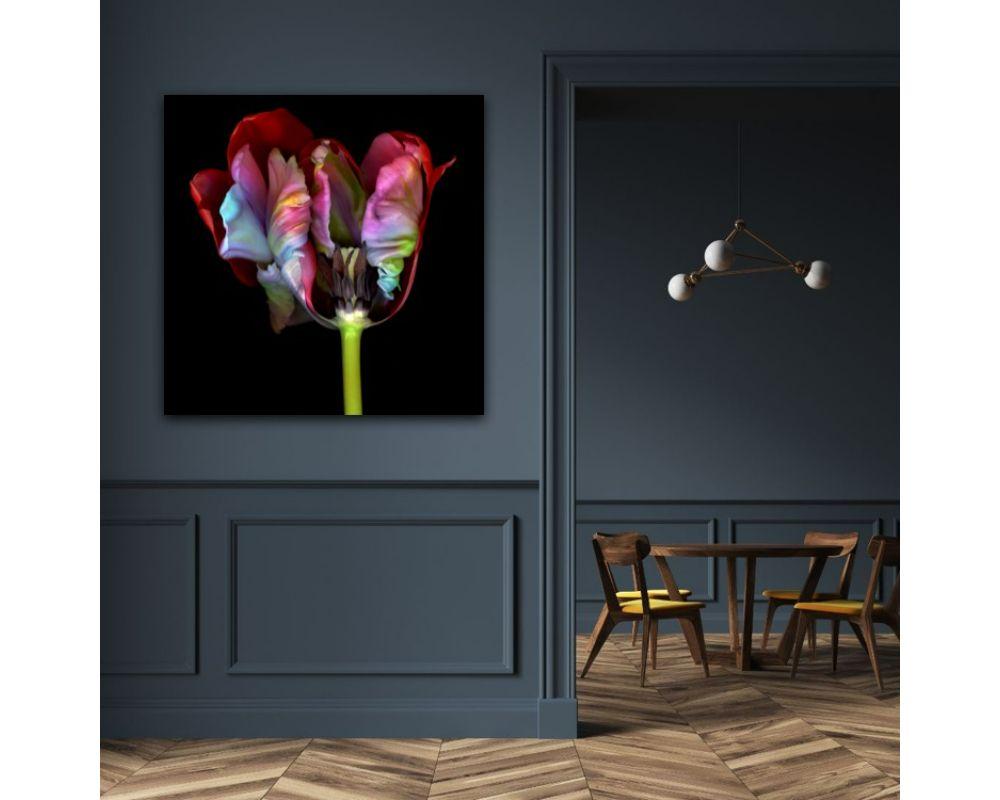 Ghost Flower 2 with Photographic Print by Allan Forsyth For Sale 5