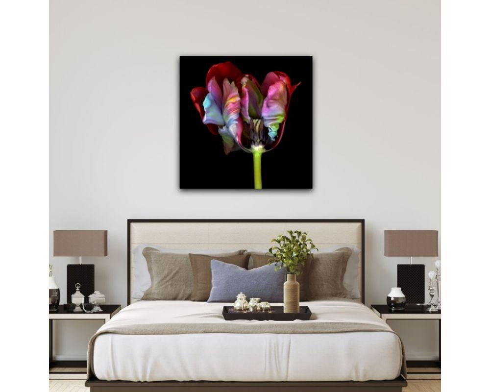 Ghost Flower 2 with Photographic Print by Allan Forsyth For Sale 6