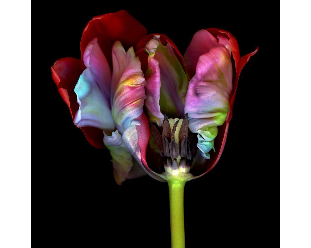Ghost Flower 2 is a limited edition print by Allan Forsyth. Forsyth captures the bright colours and fluidity of the petals.

Size: H:100 cm x W:100 cm

Additional Information:
Allan Forsyth
GHOST FLOWER 2
Limited Edition Archival Chromagenic