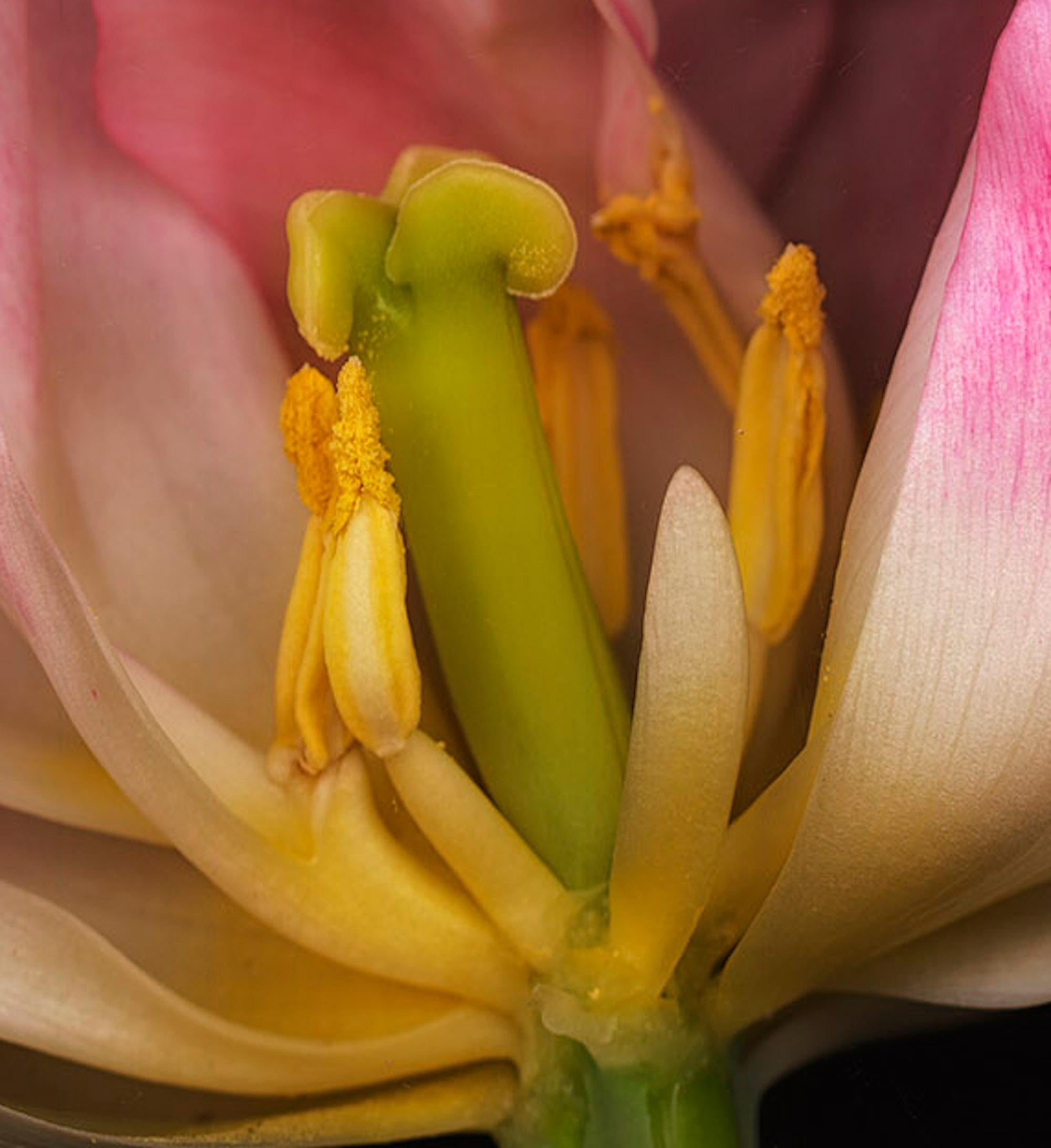 Ghost Flower No 8, Blumenfotografie, rosa Kunst, Druck in limitierter Auflage (Zeitgenössisch), Photograph, von Allan Forsyth
