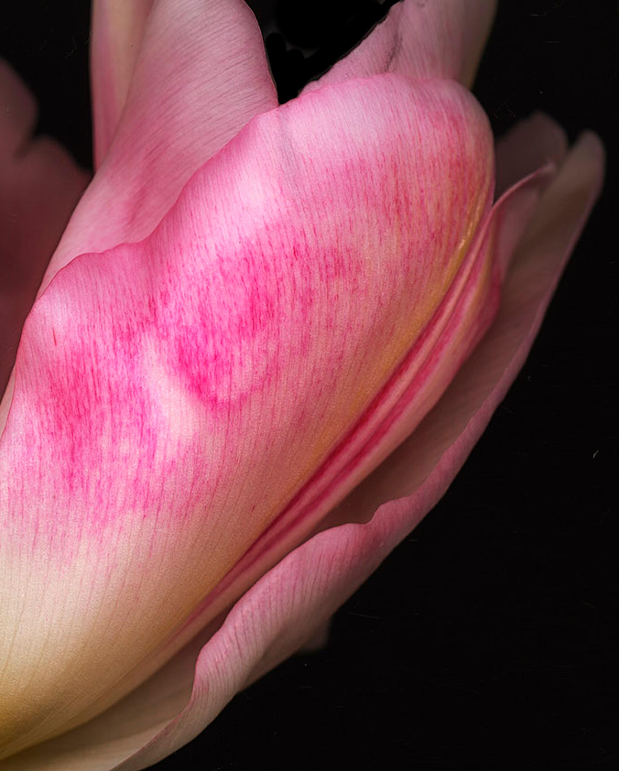 Ghost Flower No 8, Blumenfotografie, rosa Kunst, Druck in limitierter Auflage (Schwarz), Color Photograph, von Allan Forsyth