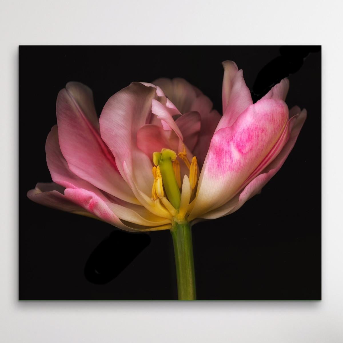 Ghost Flower No 8, Blumenfotografie, rosa Kunst, Druck in limitierter Auflage im Angebot 1
