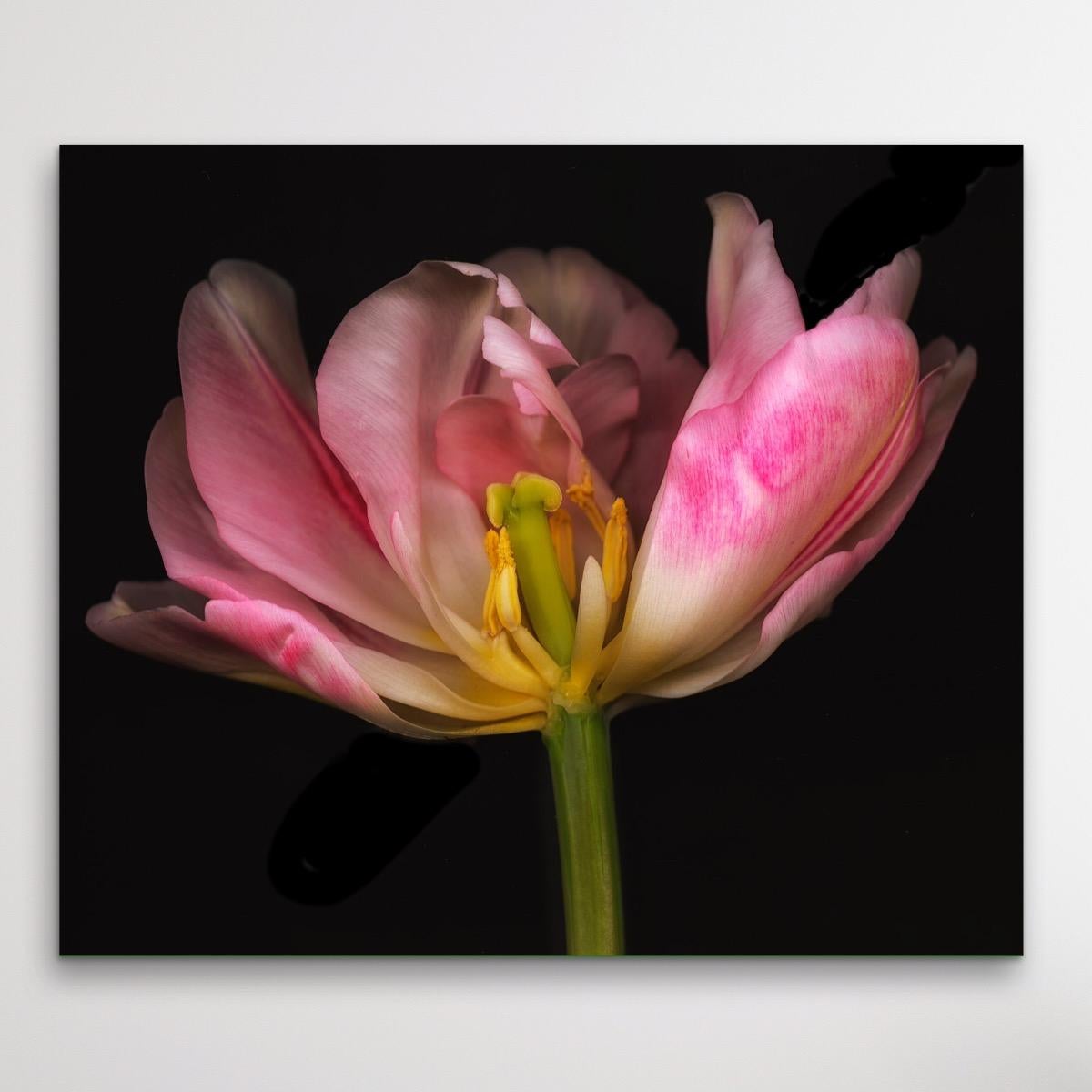Ghost Flower No 8, fotografia floreale, pink art, stampa in edizione limitata in vendita 1