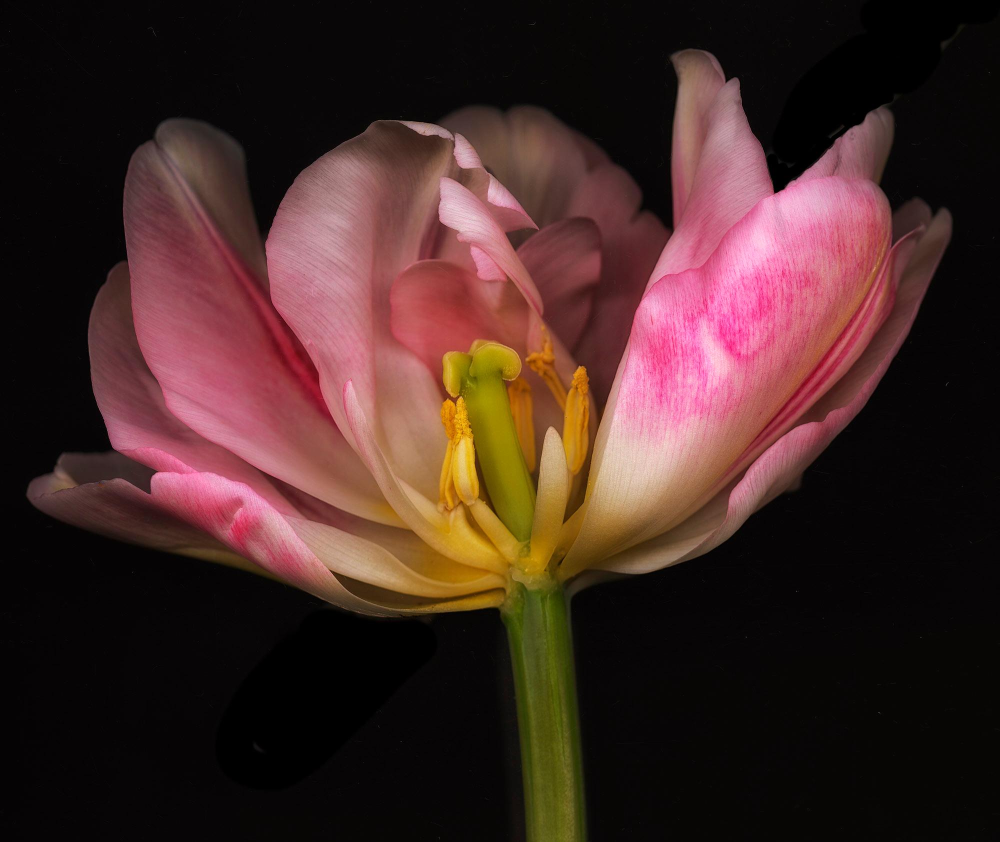 Allan Forsyth Color Photograph – Ghost Flower No 8, Blumenfotografie, rosa Kunst, Druck in limitierter Auflage