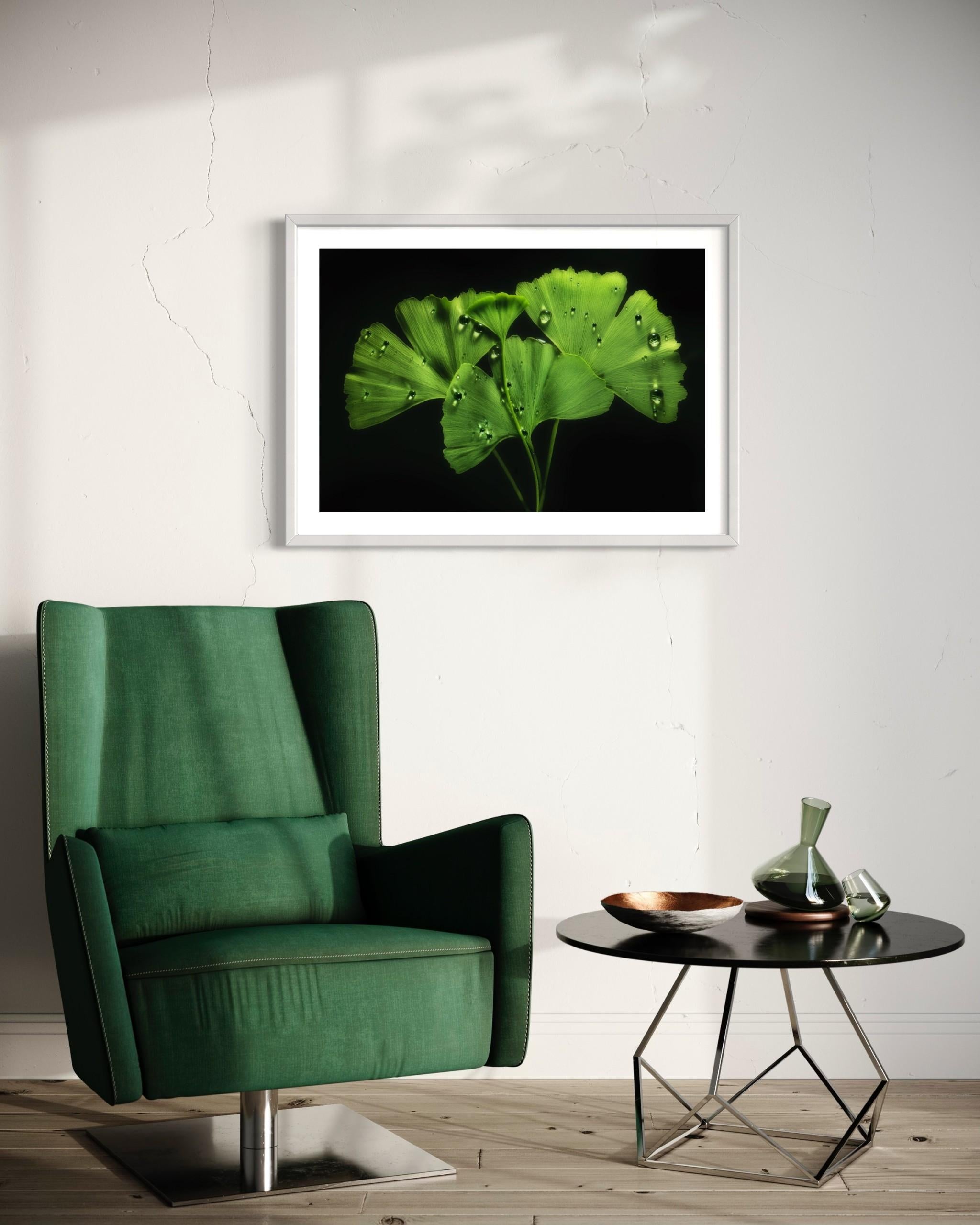 Ginko Biloba No. 1, floral photography, limited edition print, green art For Sale 5