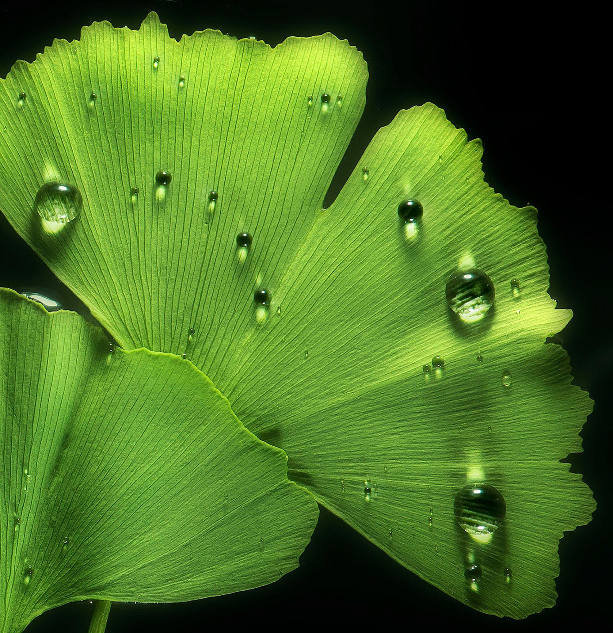 Ginko Biloba No. 1, floral photography, limited edition print, green art - Realist Photograph by Allan Forsyth