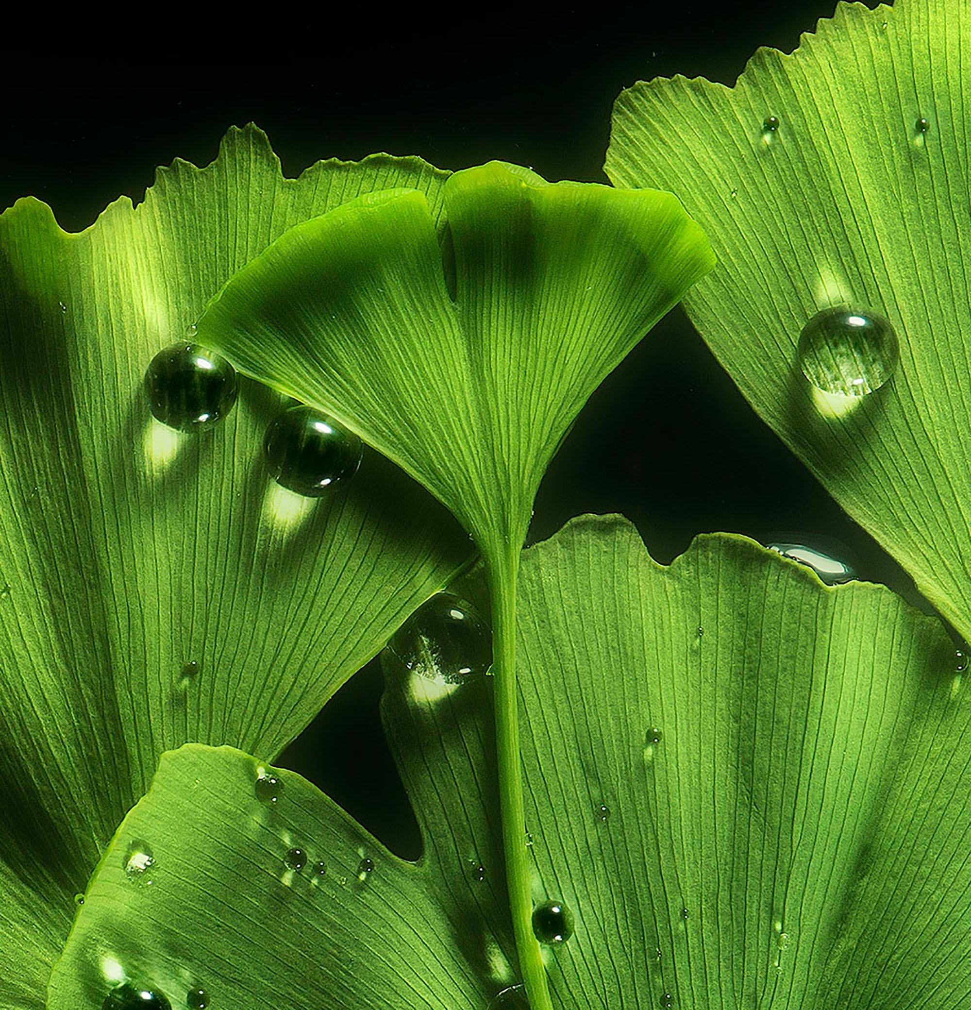 Ginko Biloba No. 1, floral photography, limited edition print, green art - Black Color Photograph by Allan Forsyth