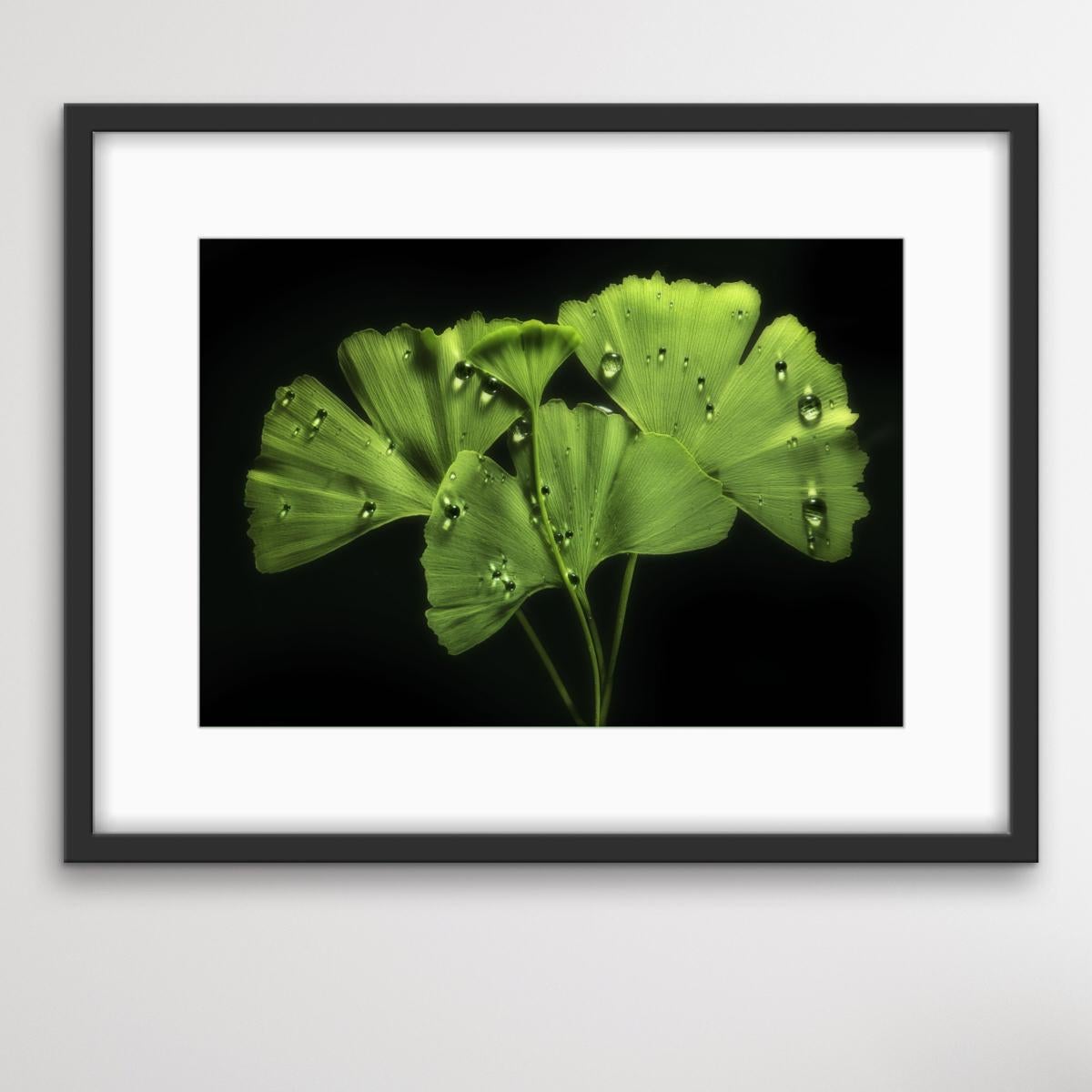 Ginko Biloba Nr. 1, Blumenfotografie, Druck in limitierter Auflage, Grüne Kunst im Angebot 1