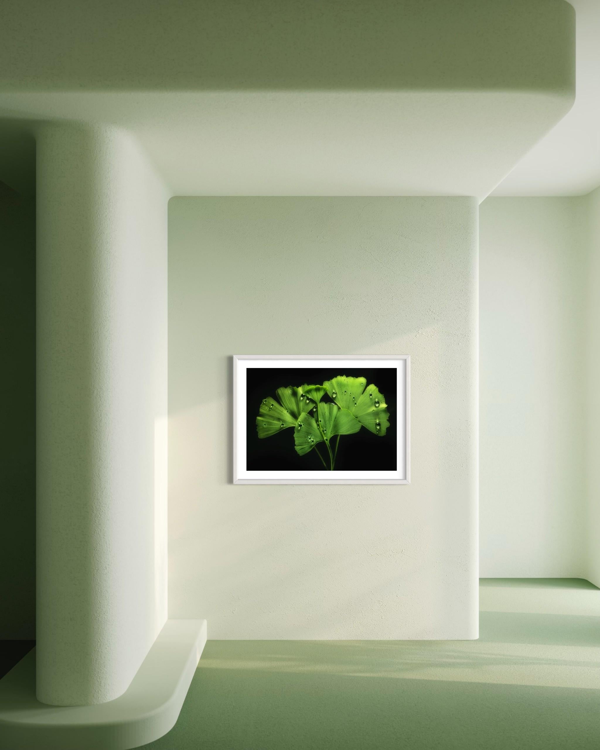 Ginko Biloba No. 1, floral photography, limited edition print, green art For Sale 2