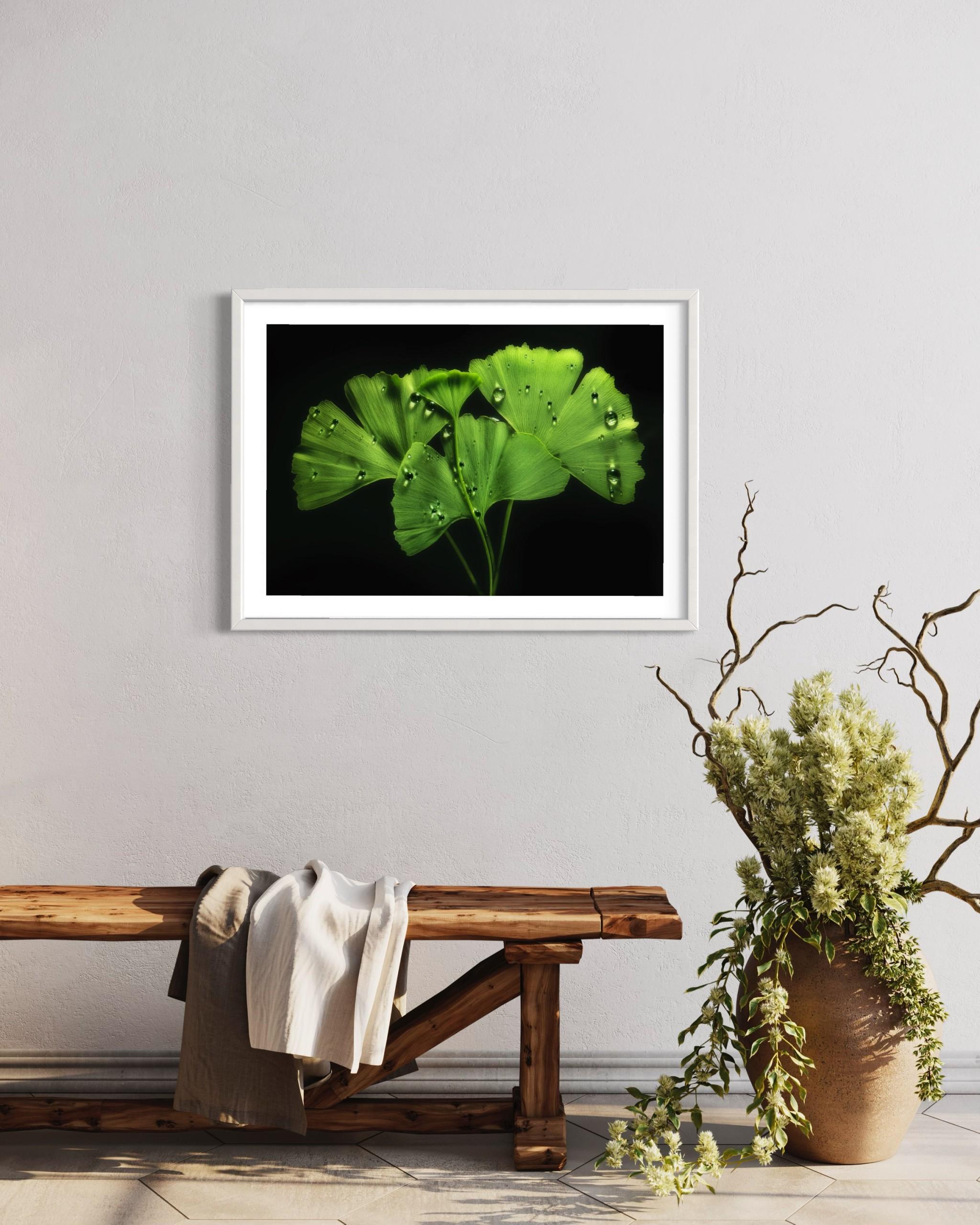 Ginko Biloba No. 1, floral photography, limited edition print, green art For Sale 3