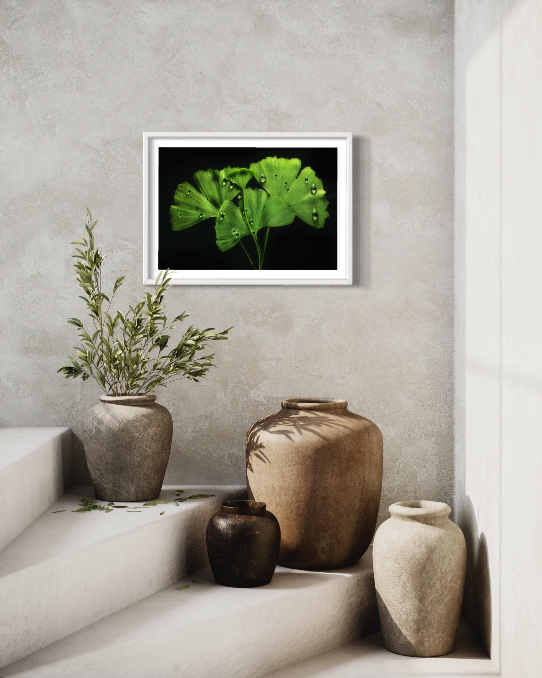 Ginko Biloba No. 1, floral photography, limited edition print, green art For Sale 4