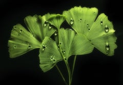 Ginko Biloba No. 1, floral photography, limited edition print, green art