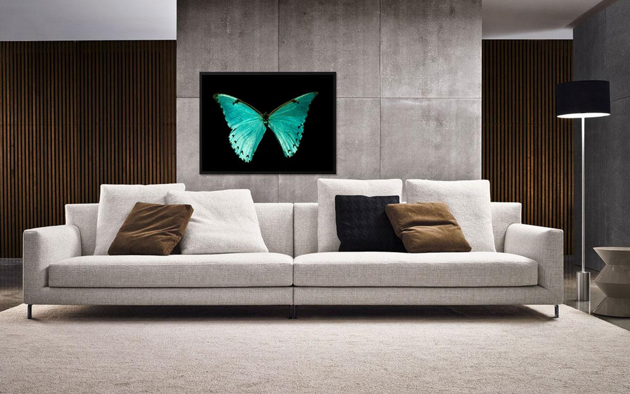 morpho athena