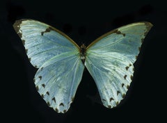 Tranquilizer, Butterfly
