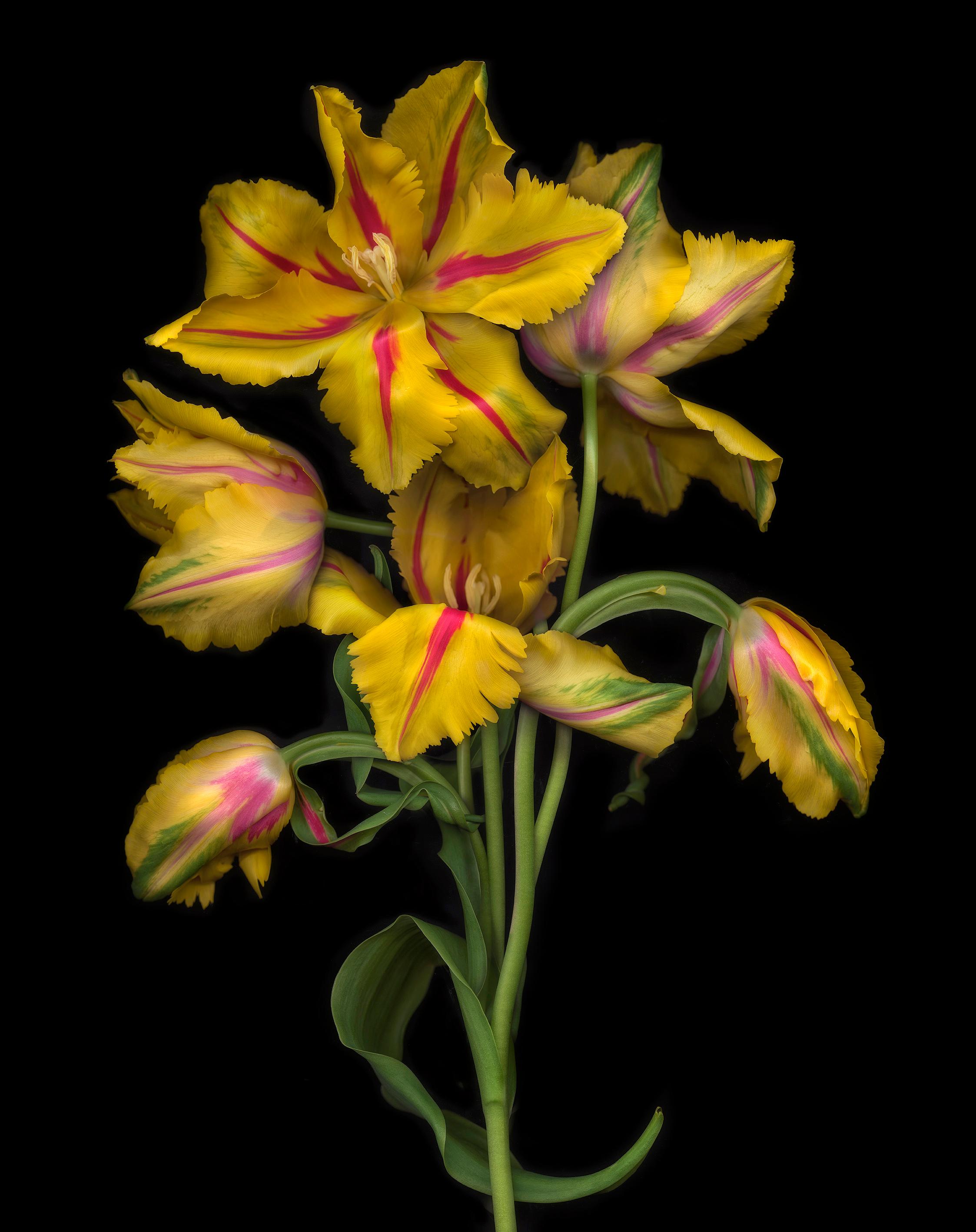 Western Lullabies N°6, Stampa d'arte, Floreale, Piante, Arte dei fiori, Arte su carta in vendita 2