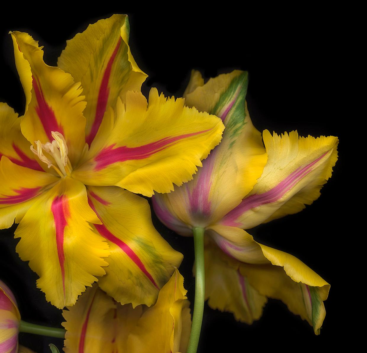 Western Lullabies N°6, Stampa d'arte, Floreale, Piante, Arte dei fiori, Arte su carta in vendita 3