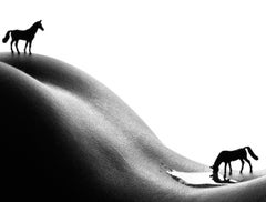 Two horses - black and white photography