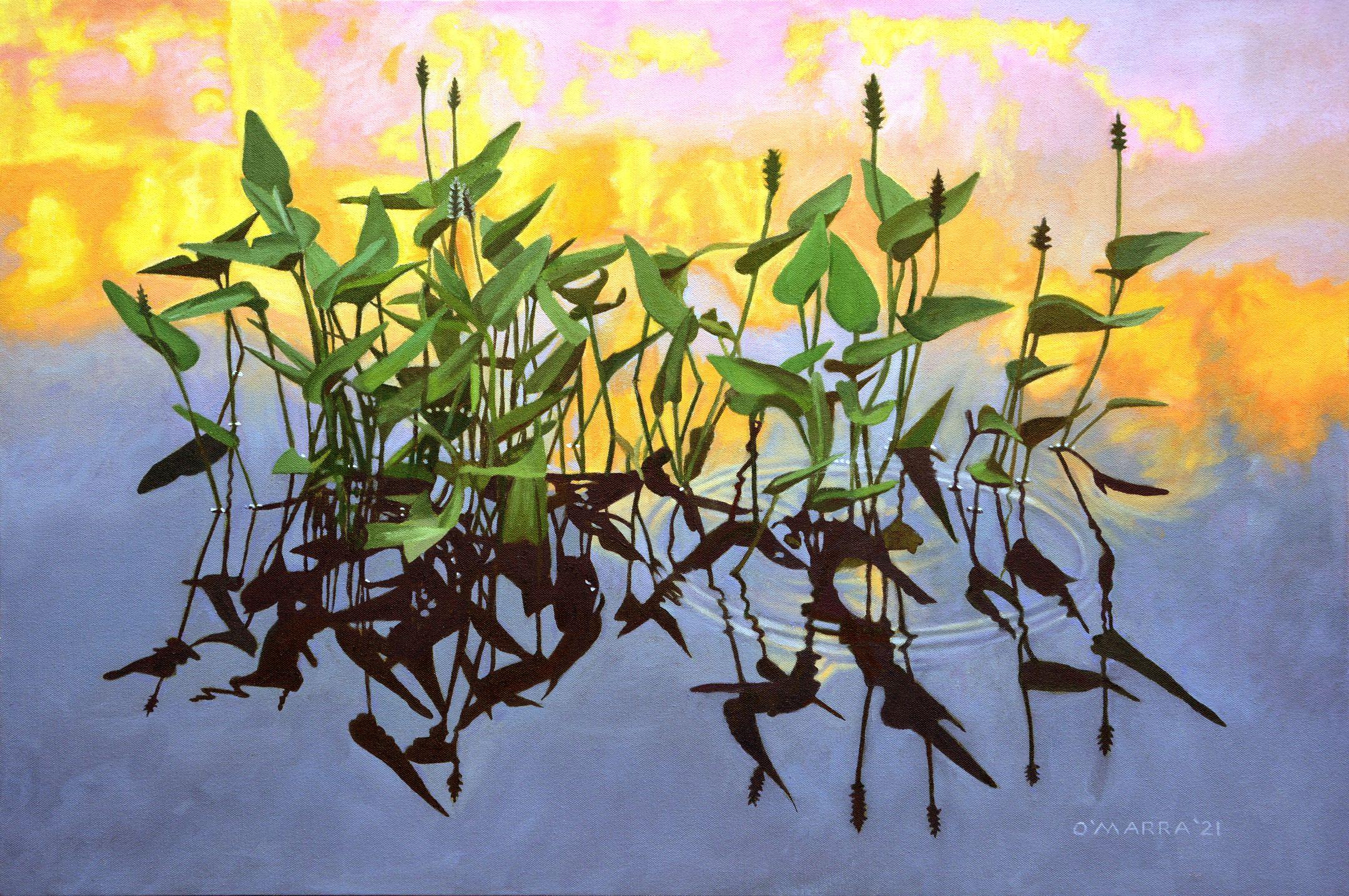 This is one of several paintings I have created of Pickerel Weed beds in the lake at the front of my rural property in central Ontario--this time with a sunset reflecting in the water around it. :: Painting :: Realism :: This piece comes with an