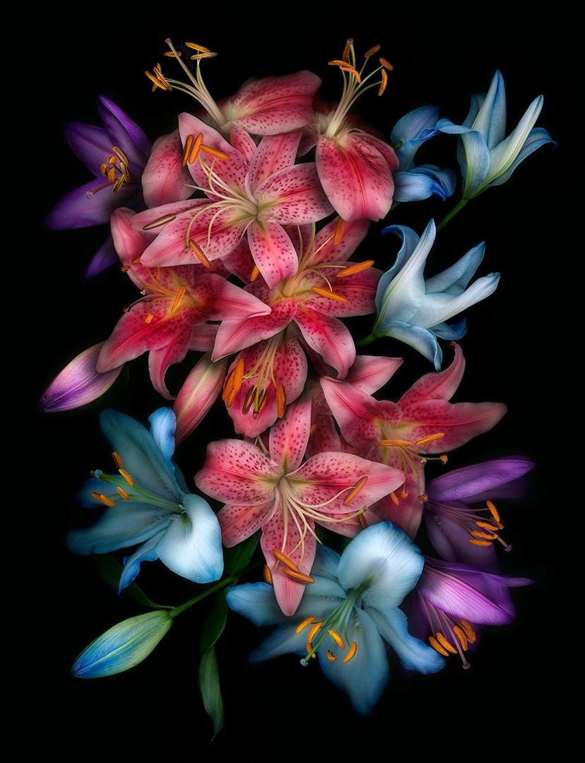 FLORA ODYSSEY N°5 by Allan Forsyth [2020]
limited_edition and hand signed by the artist 
Archival Chromagenic Photographic Print
Edition number 12]
Image size: H:100 cm x W:77 cm
Complete Size of Unframed Work: H:100 cm x W:77 cm x D:2.5cm
Frame