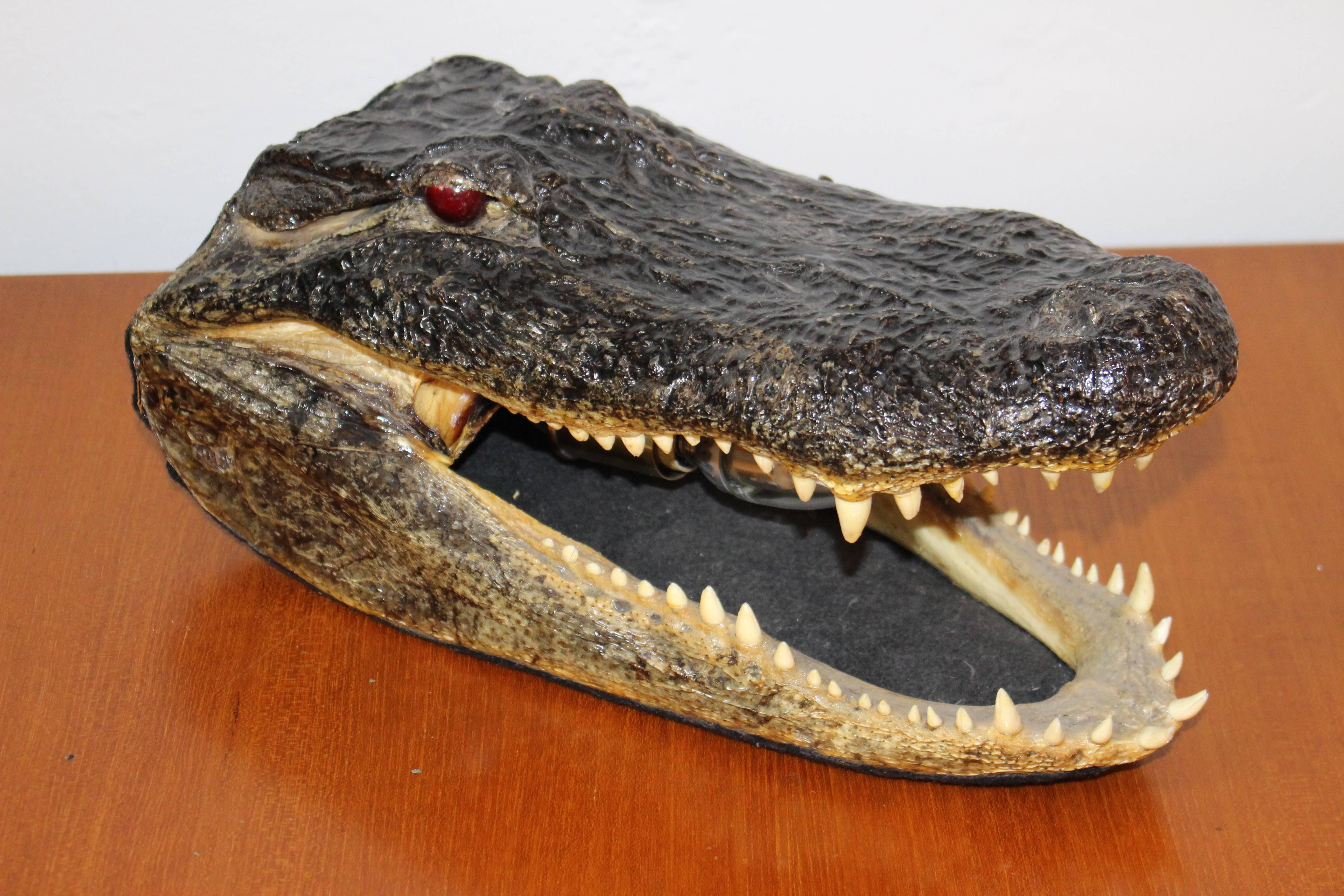 Lámpara de mesa cabeza de cocodrilo Estadounidense en venta