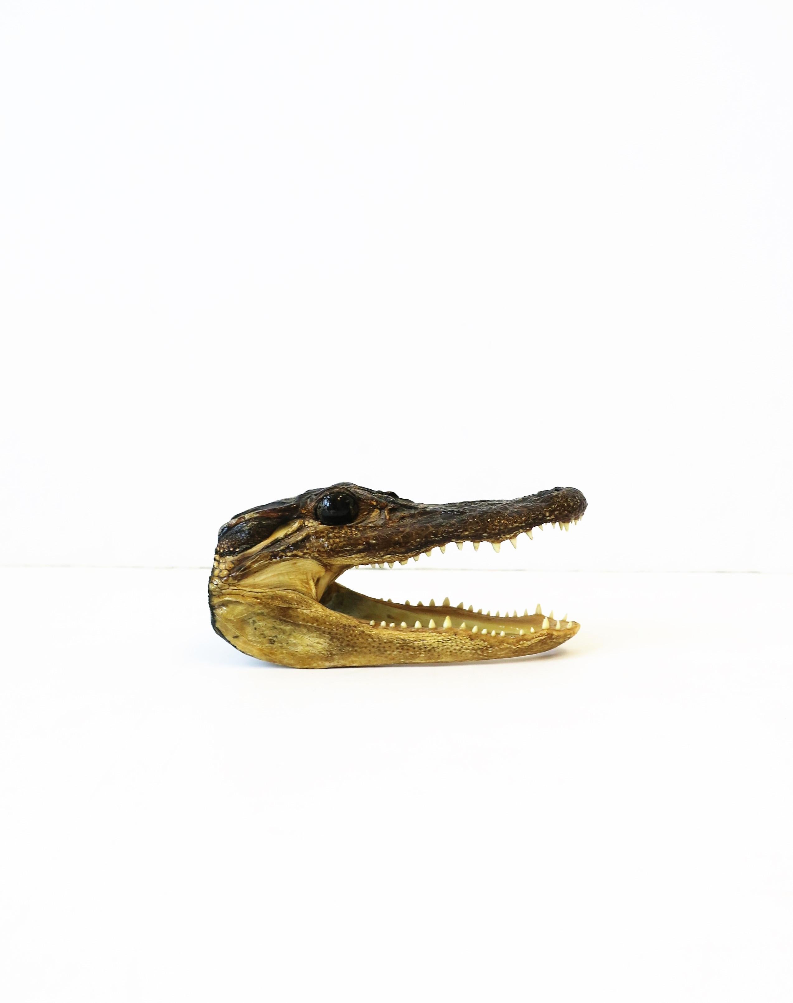 A real Alligator reptile taxidermy head decorative object or sculpture piece, circa 20th century or earlier. 
Dimensions: 2.13