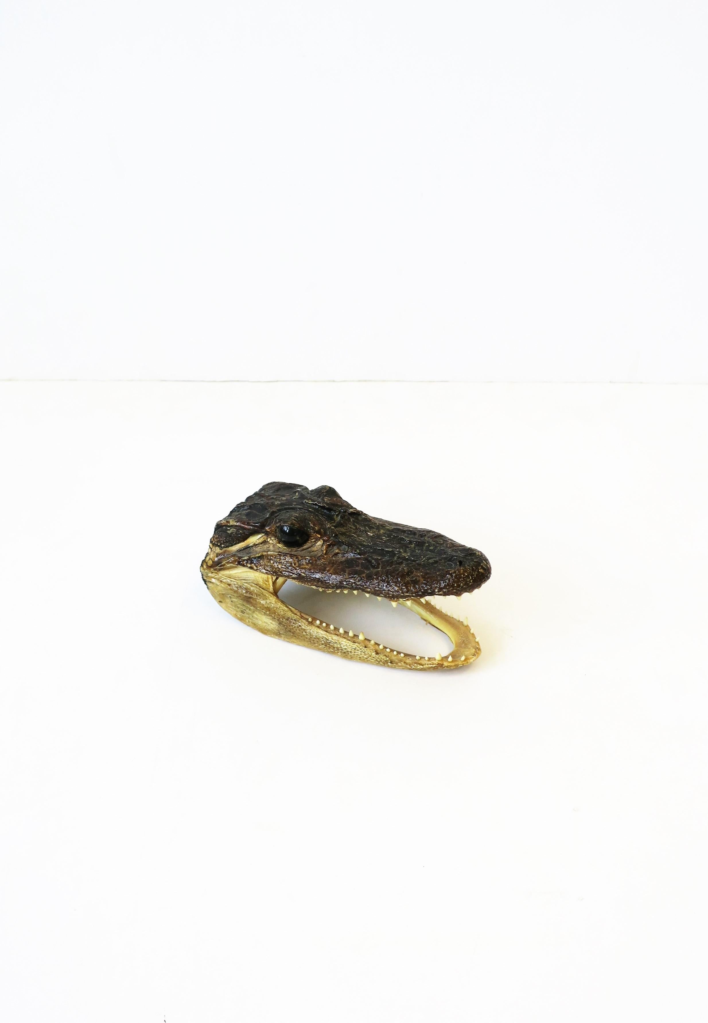 alligator taxidermy for sale