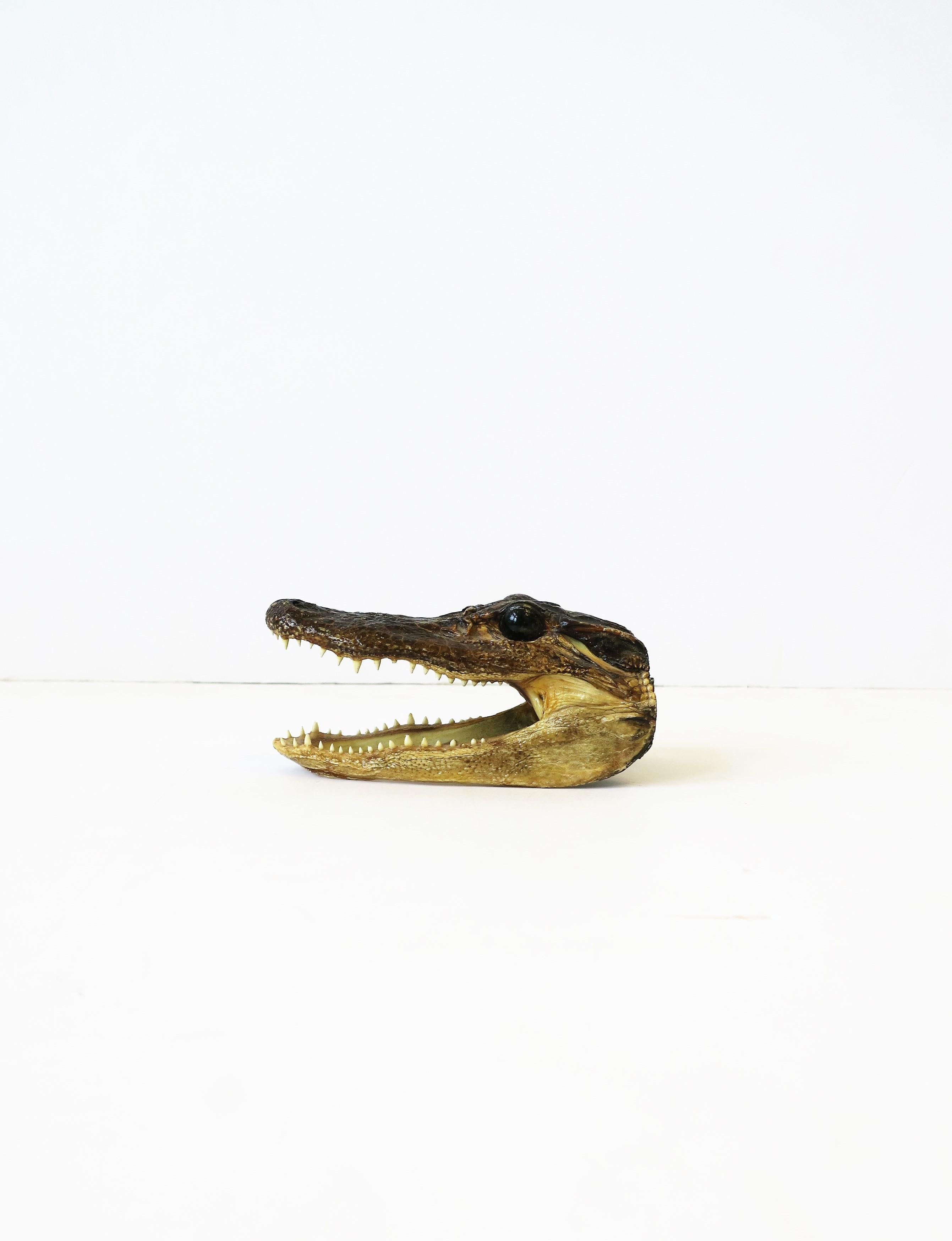 baby alligator skull