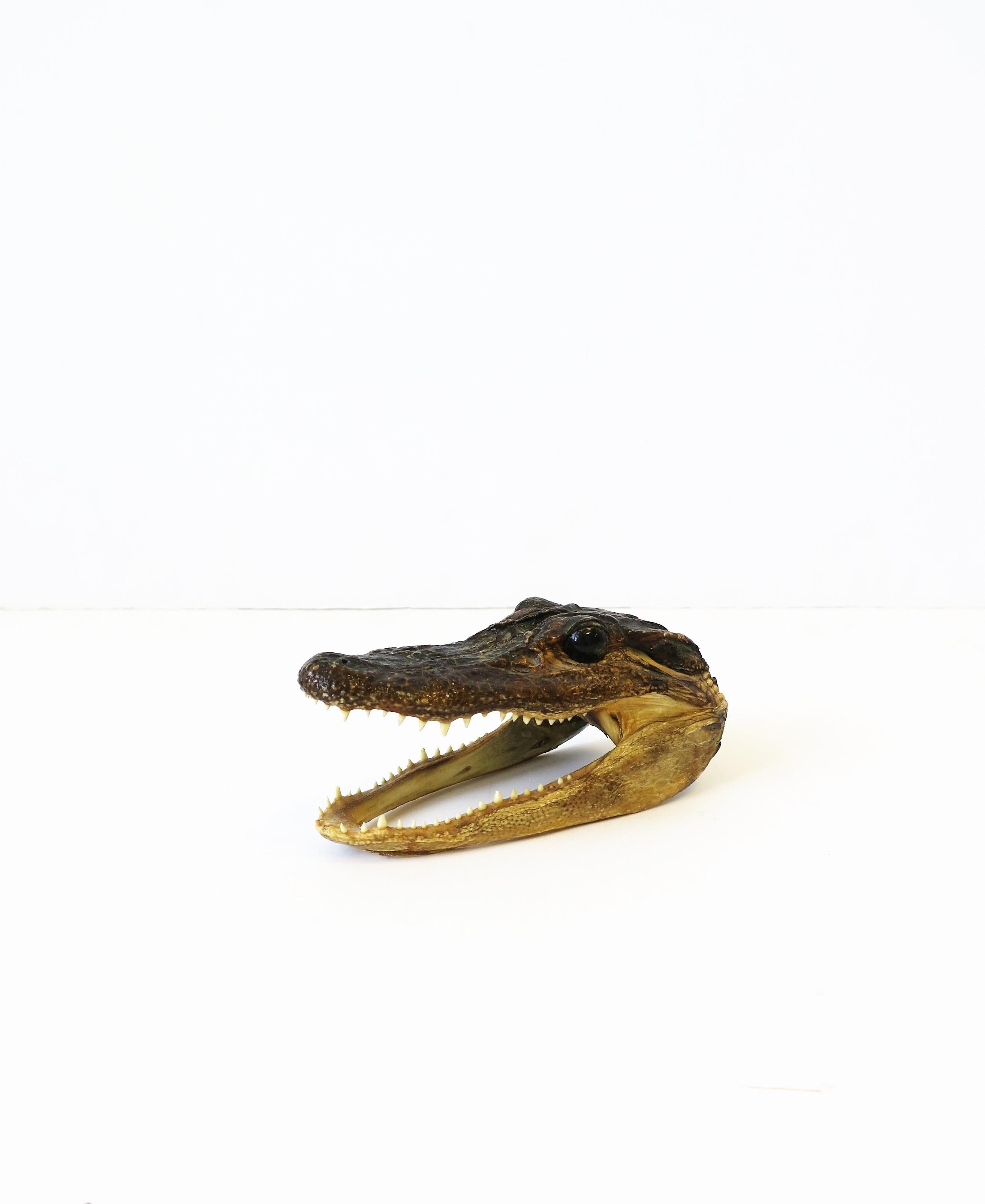 Victorian Taxidermy Alligator Reptile Decorative Object Sculpture