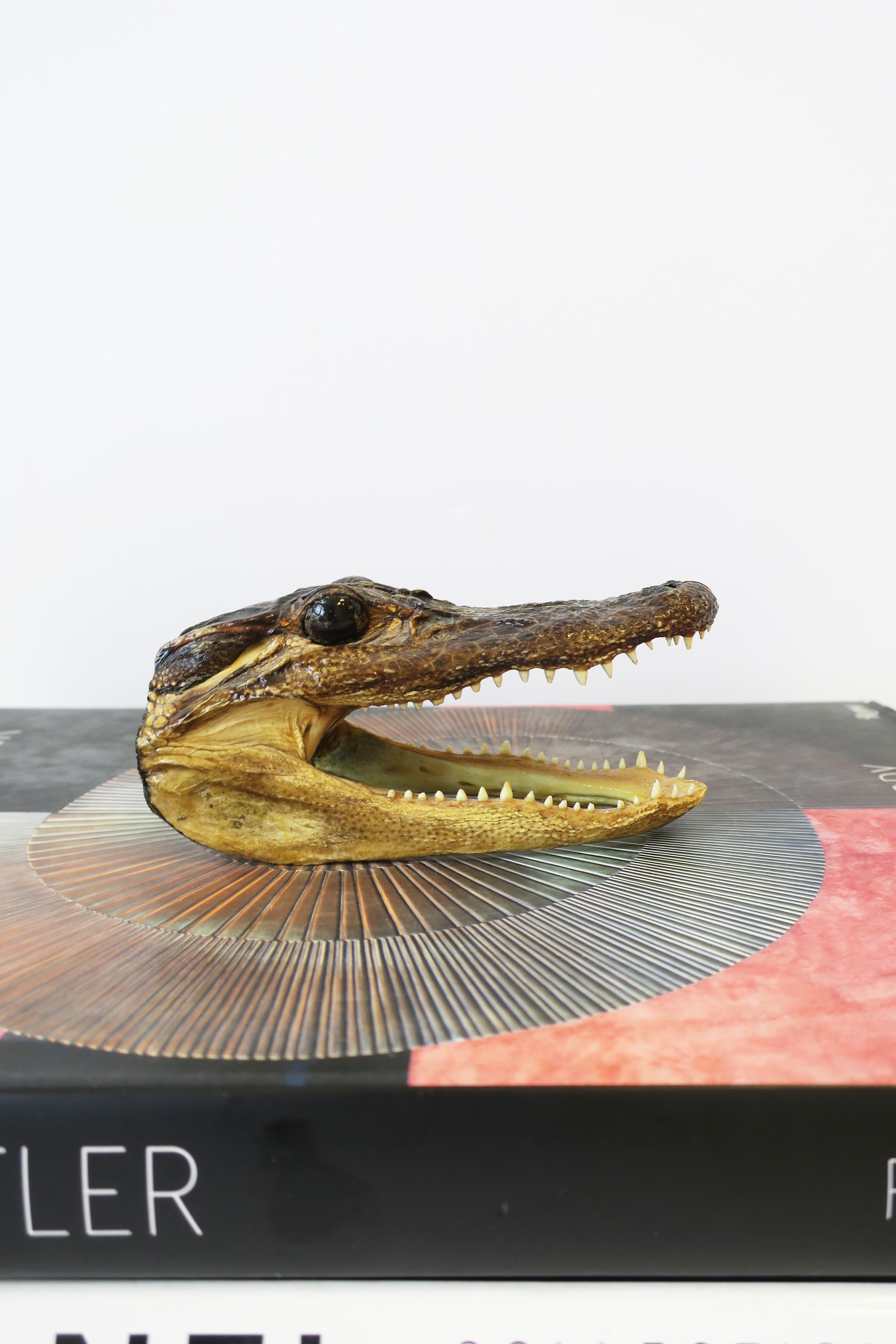 Taxidermy Alligator Reptile Decorative Object Sculpture In Good Condition In New York, NY