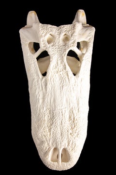 Alligator Skull