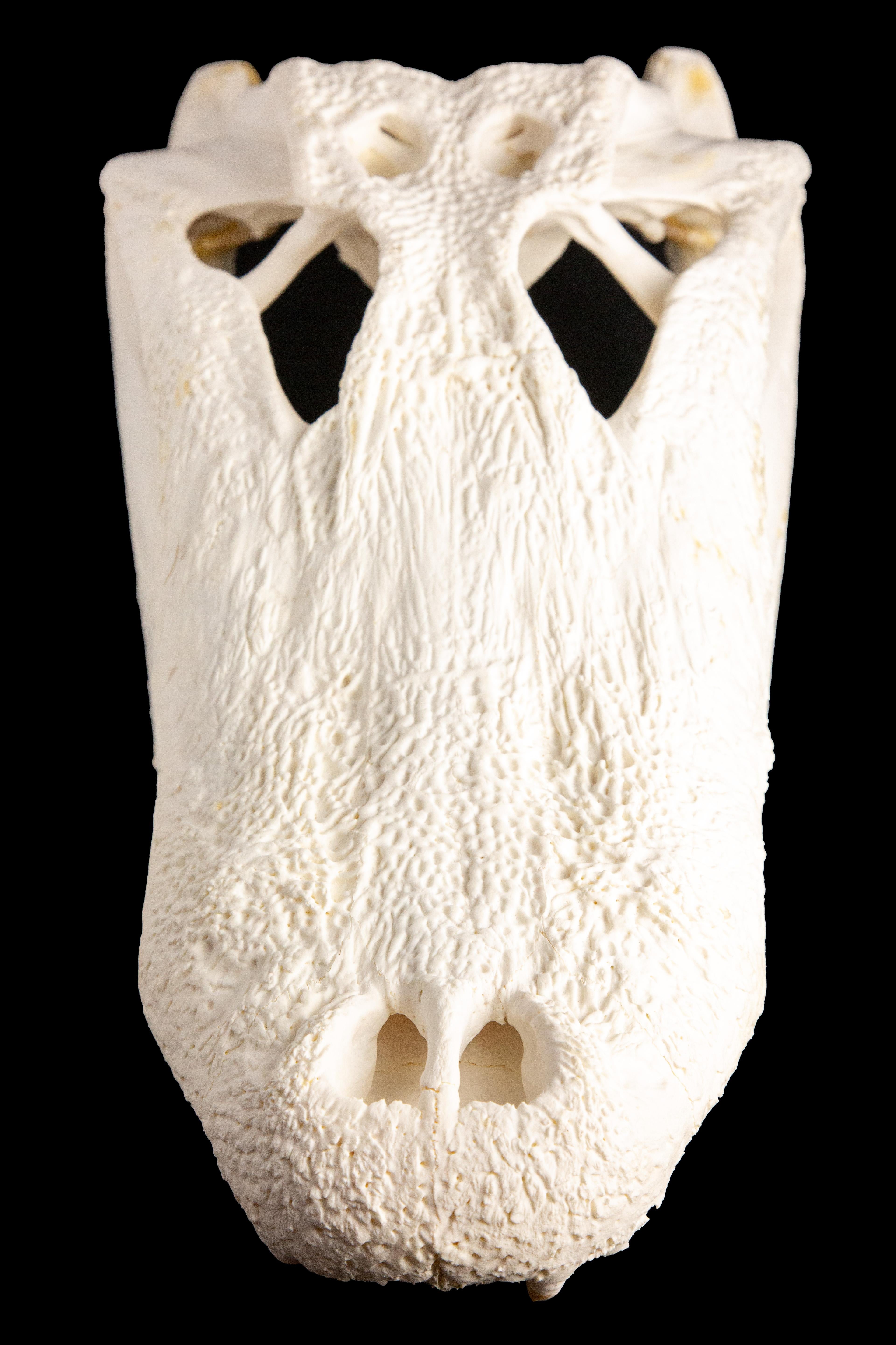 alligator skull for sale