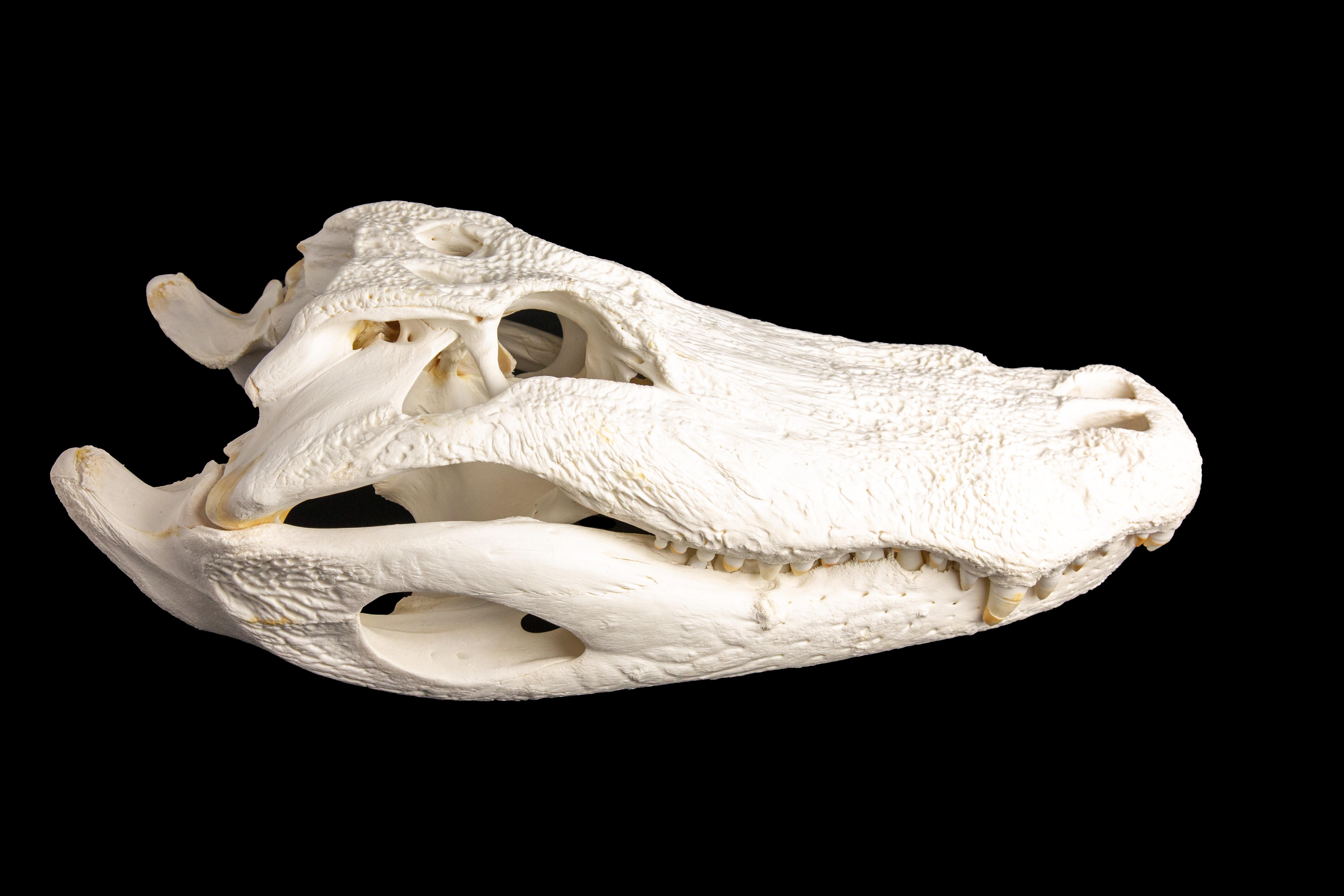 aligator skull